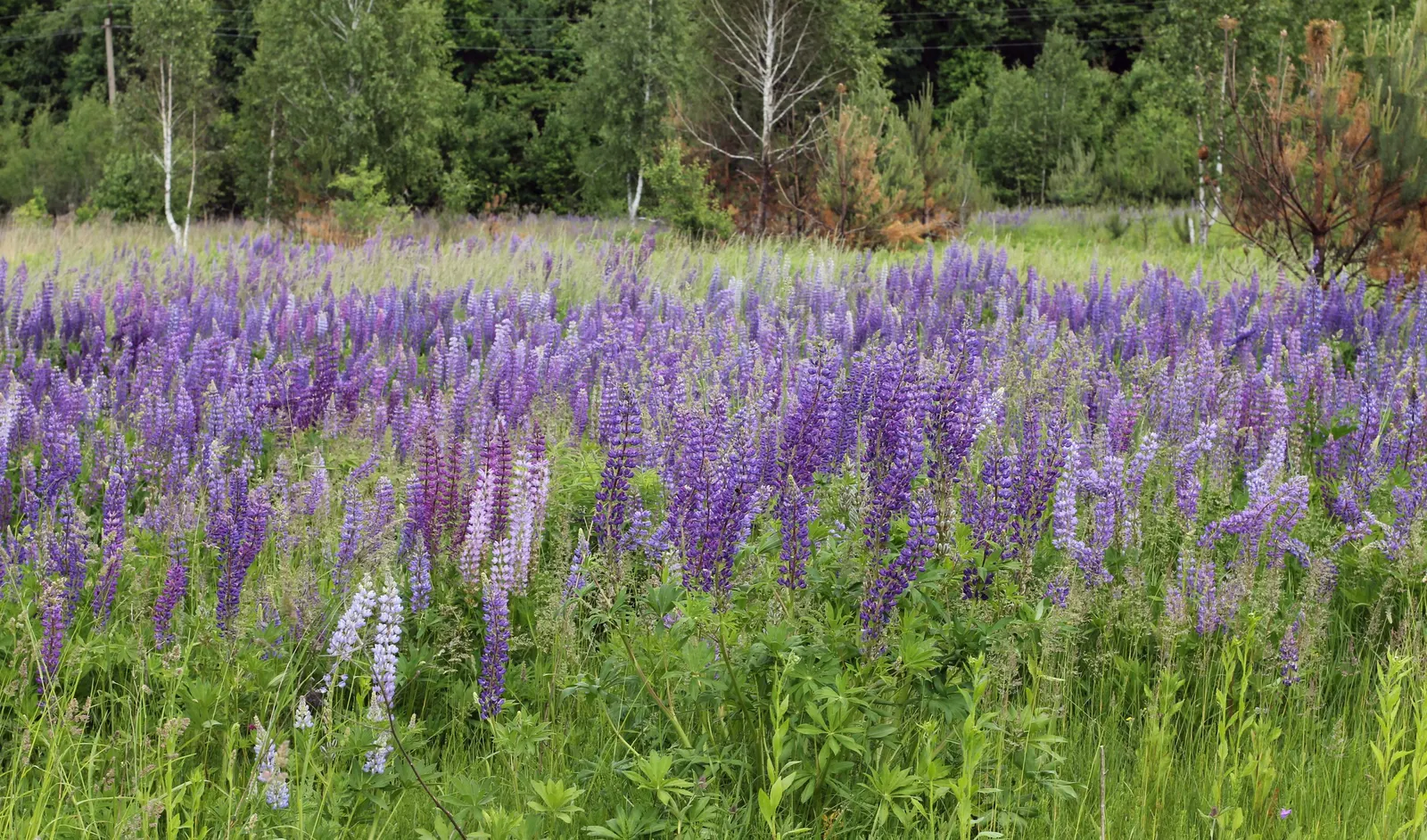 Meadow Lupine (Lupinus Polyphyllus) — the Meadow Lupine is a splendid addition that promises to captivate the eye and benefit the garden, image 165