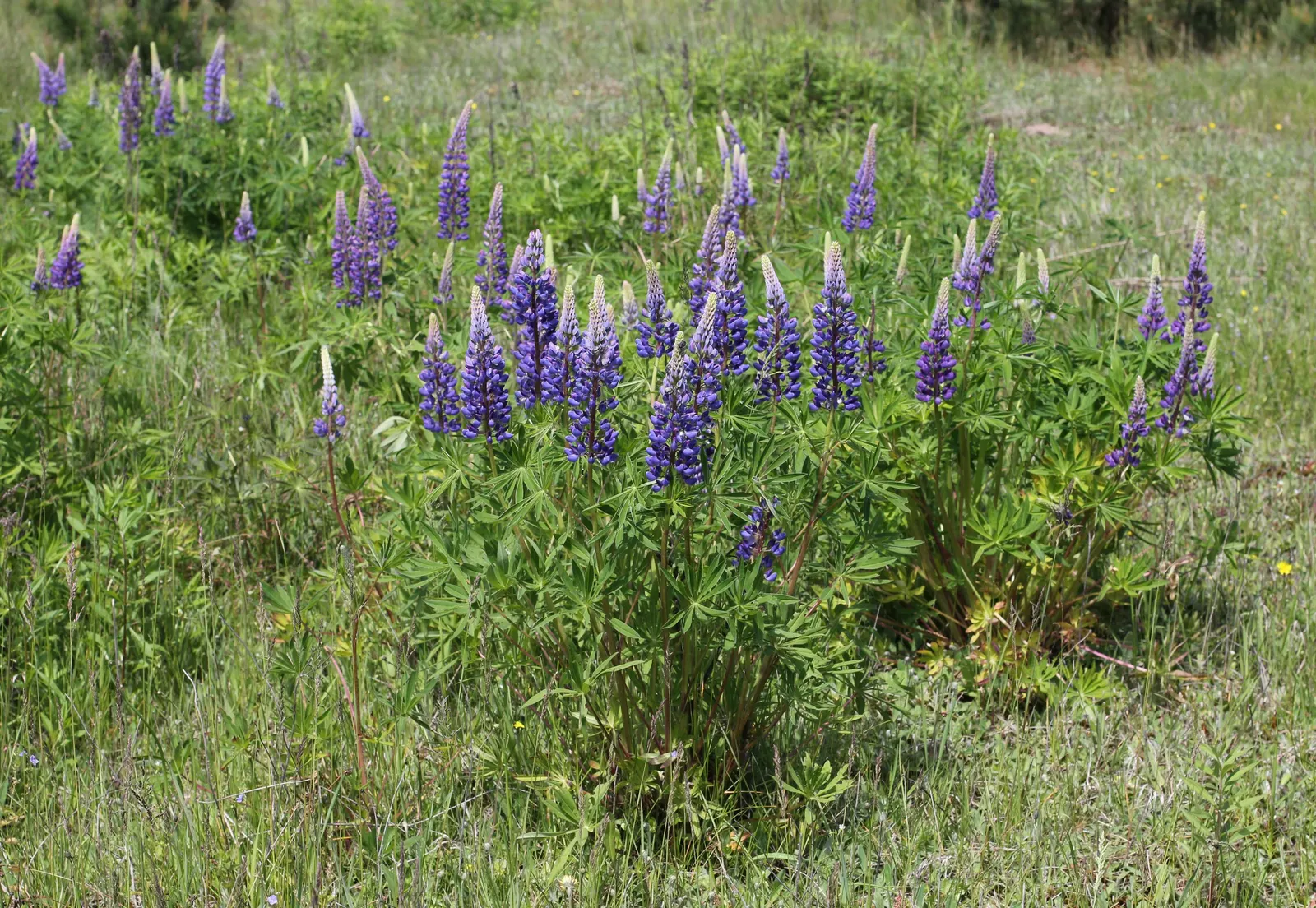 Meadow Lupine (Lupinus Polyphyllus) — is a standout with its vibrant spires of pea-like flowers; the Meadow Lupine is a splendid addition that, image 64