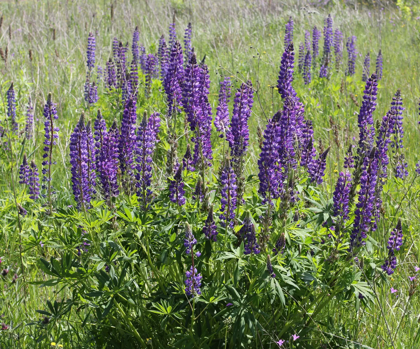 Meadow Lupine (Lupinus Polyphyllus) — and benefits from regular watering; this plant does require adequate space to flourish due to its bushy habit, image 131