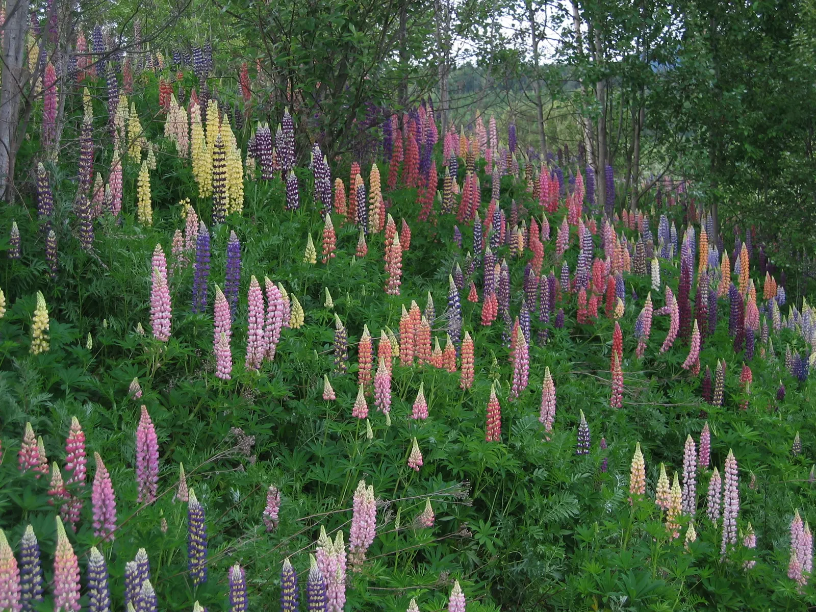 Meadow Lupine (Lupinus Polyphyllus) — preferring slightly acidic to neutral pH levels; this sun-loving legume prefers well-drained soil, enhances, image 73