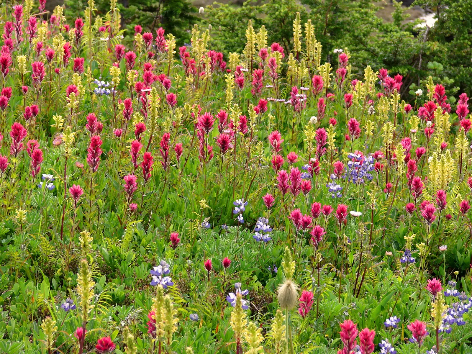 Meadow Lupine (Lupinus Polyphyllus) — Essential for a naturalistic design element or as an accent in meadow-inspired landscapes; with a spread of approximately