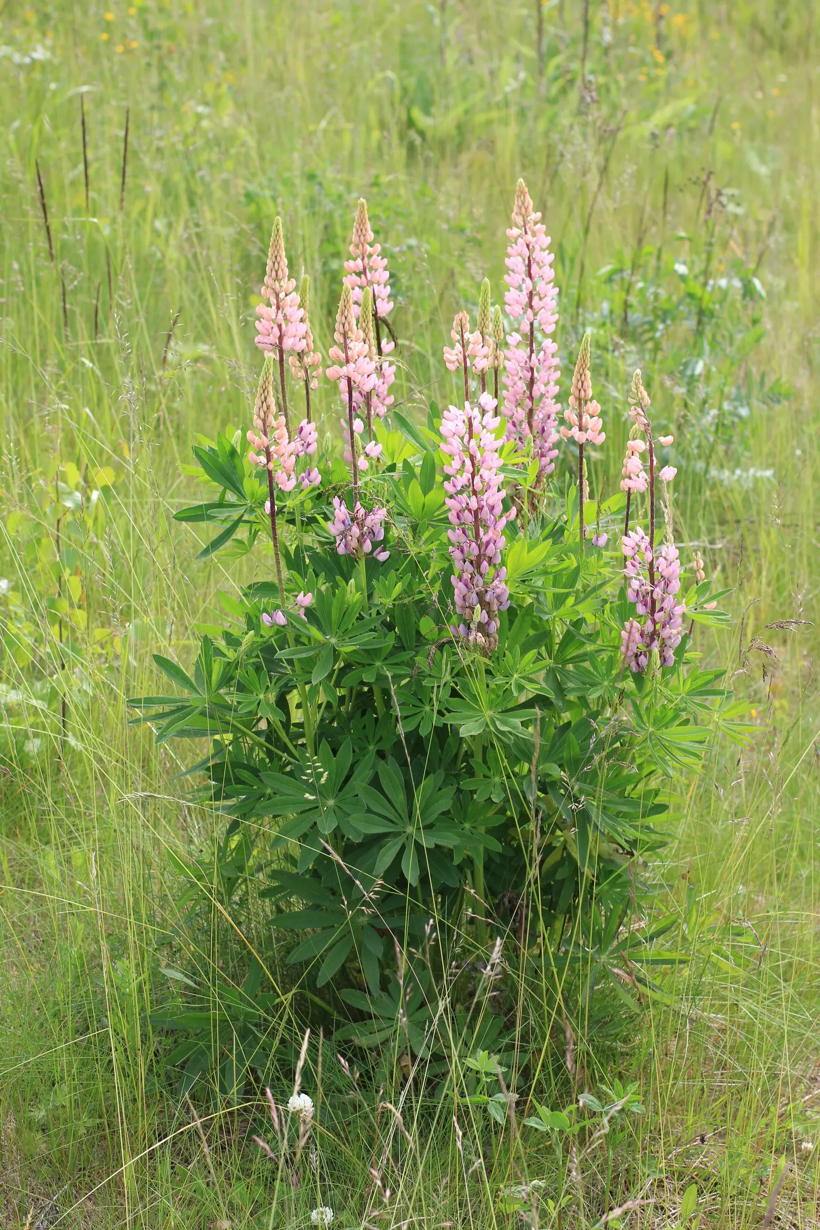 Meadow Lupine (Lupinus Polyphyllus) — making it a dual-purpose choice for enriching garden ecosystems; this plant does require adequate space to, image 191