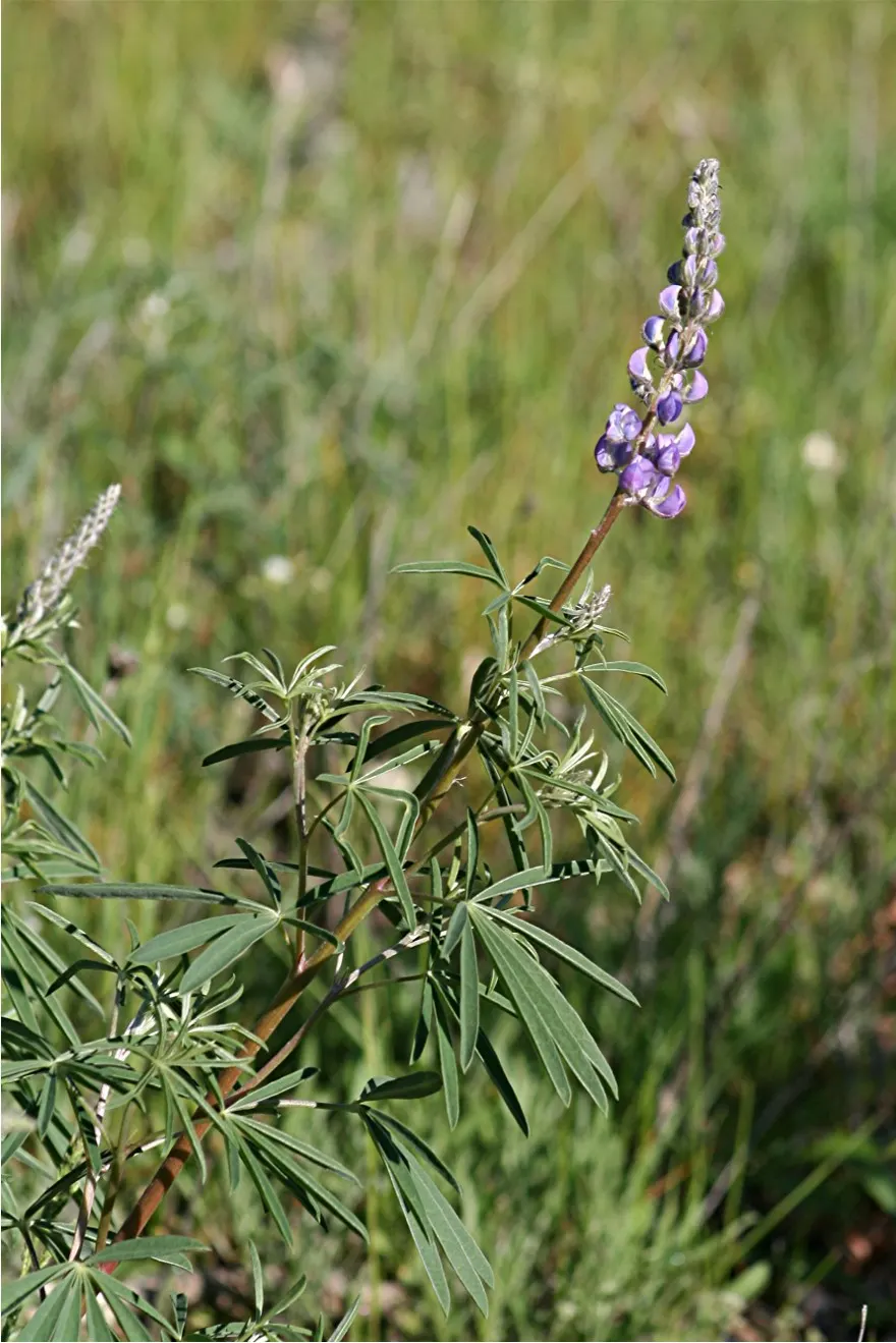 Meadow Lupine (Lupinus Polyphyllus) — This plant does require adequate space to flourish due to its bushy habit; with a spread of approximately 1, image 158