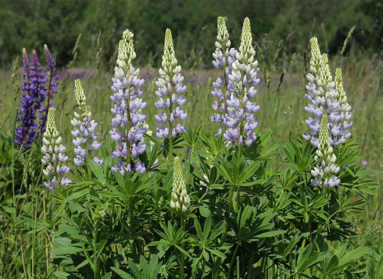 Meadow Lupine (Lupinus Polyphyllus) — making it a versatile choice for many climate conditions.<br><br>Equipped with palmately compound leaves