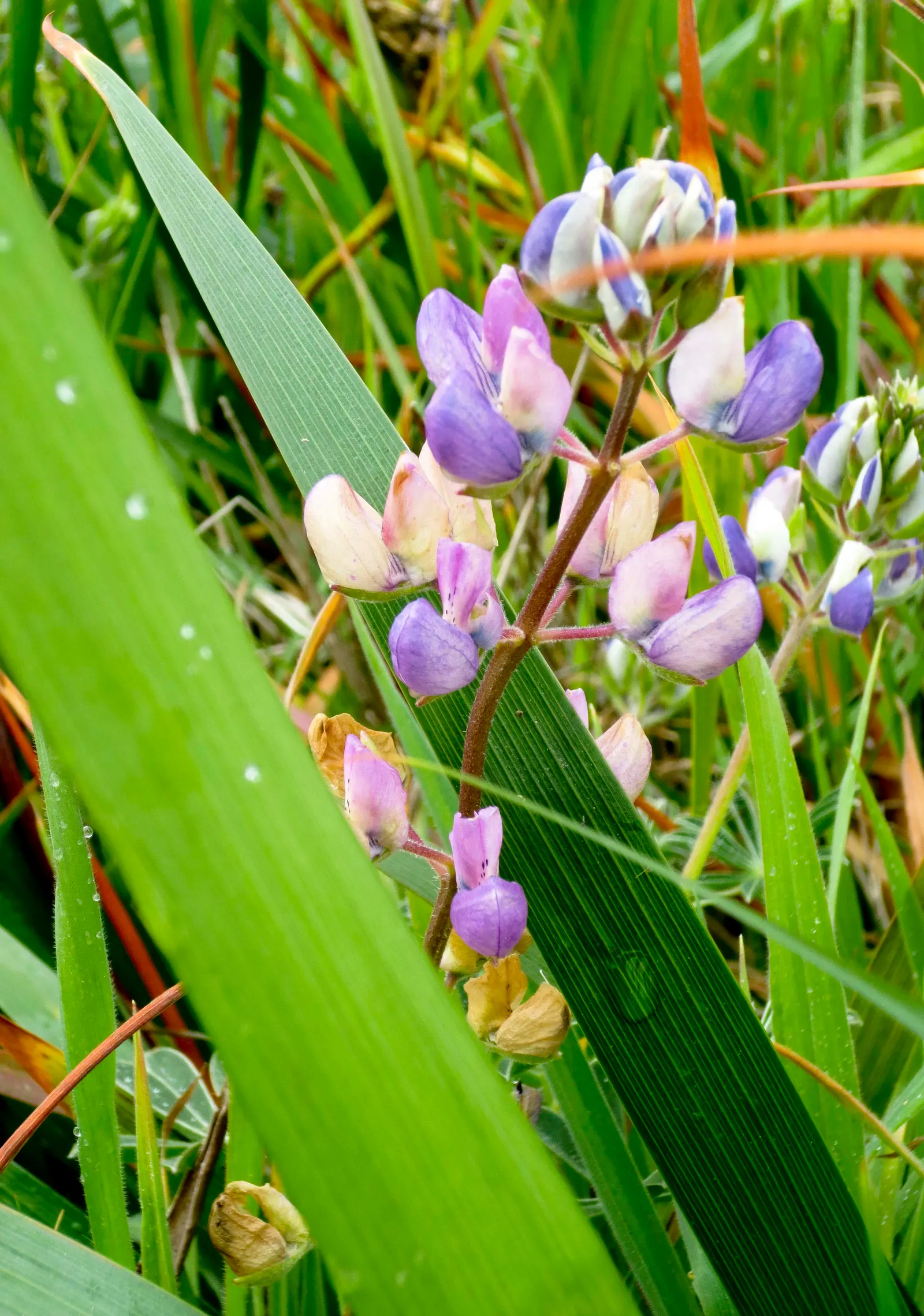 Meadow Lupine (Lupinus Polyphyllus) — This sun-loving legume prefers well-drained soil, enhances nitrogen levels, and attracts pollinators; the, image 144