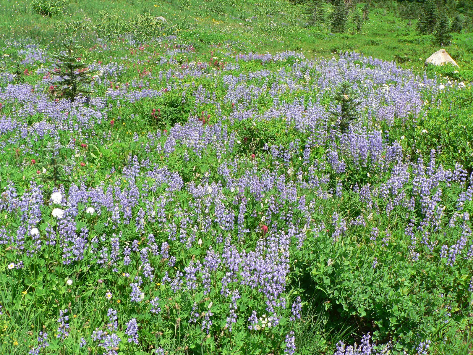 Meadow Lupine (Lupinus Polyphyllus) — Meadow Lupine (Lupinus polyphyllus); this plant does require adequate space to flourish due to its bushy habit, image 119