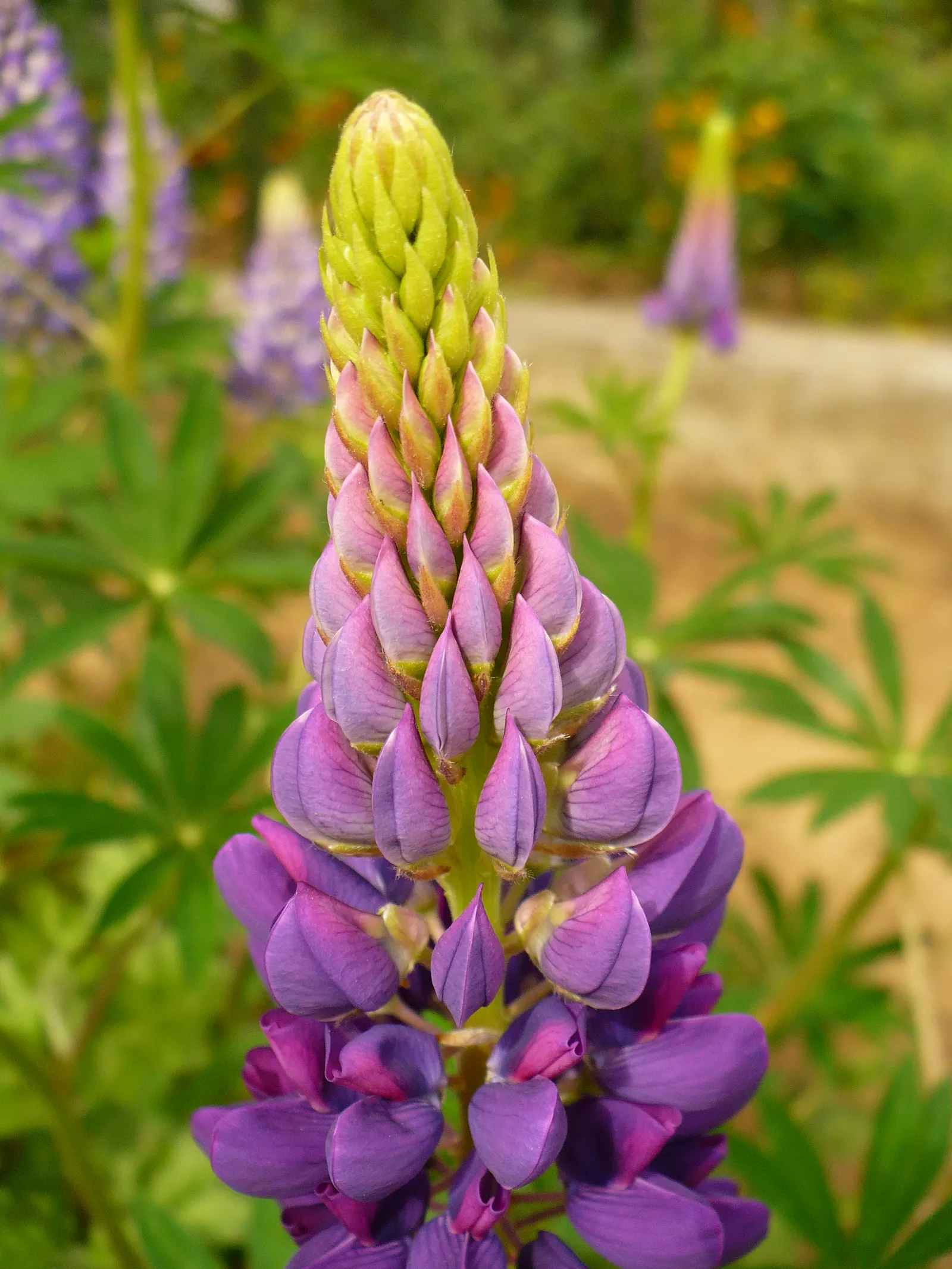 Meadow Lupine (Lupinus Polyphyllus) — it creates a striking vertical accent; the Meadow Lupine is a splendid addition that promises to captivate, image 152