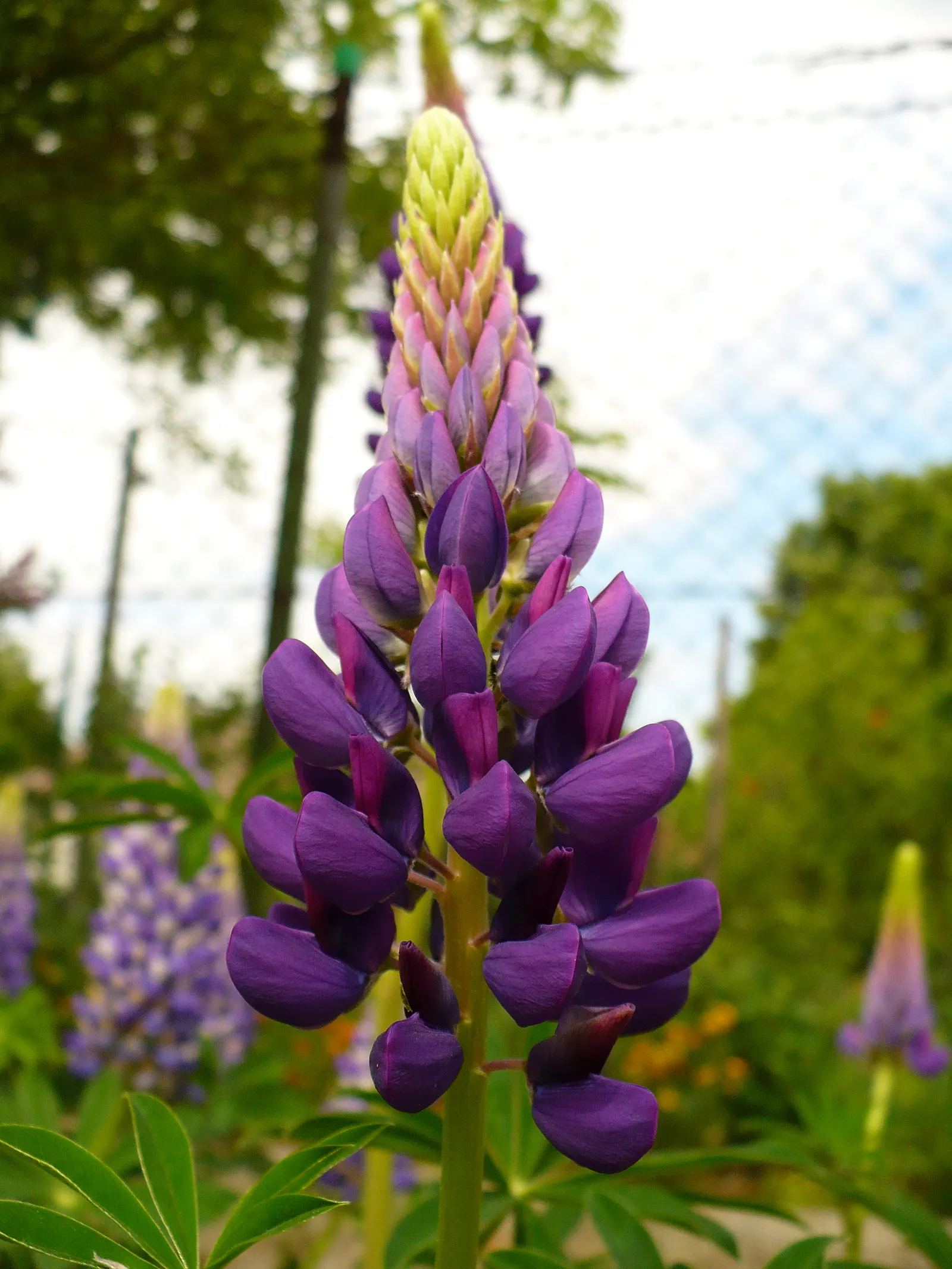 Meadow Lupine (Lupinus Polyphyllus) — particularly in dry spells; the Meadow Lupine is a splendid addition that promises to captivate the eye and, image 132