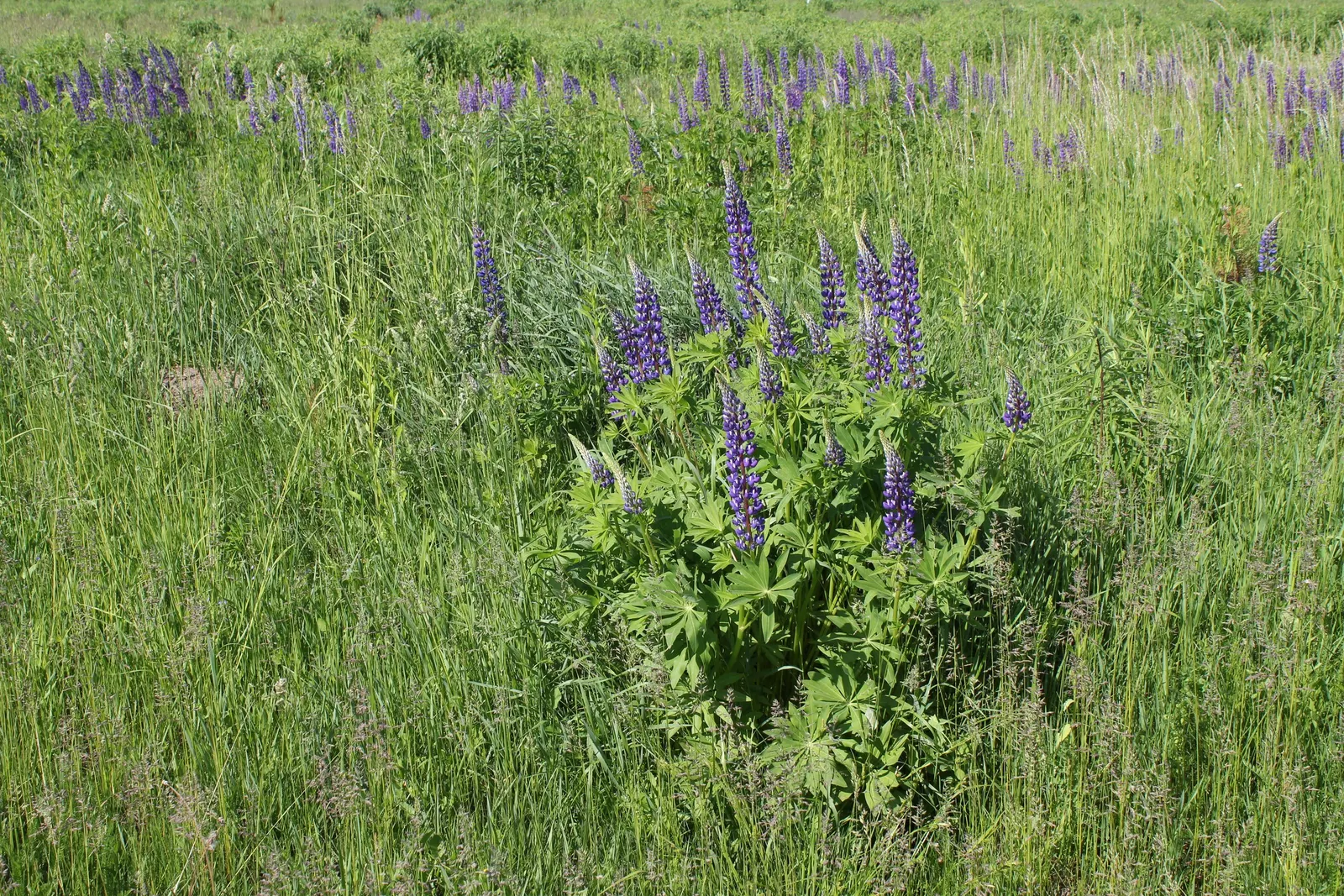 Meadow Lupine (Lupinus Polyphyllus) — it creates a striking vertical accent; the Meadow Lupine is a splendid addition that promises to captivate, image 96