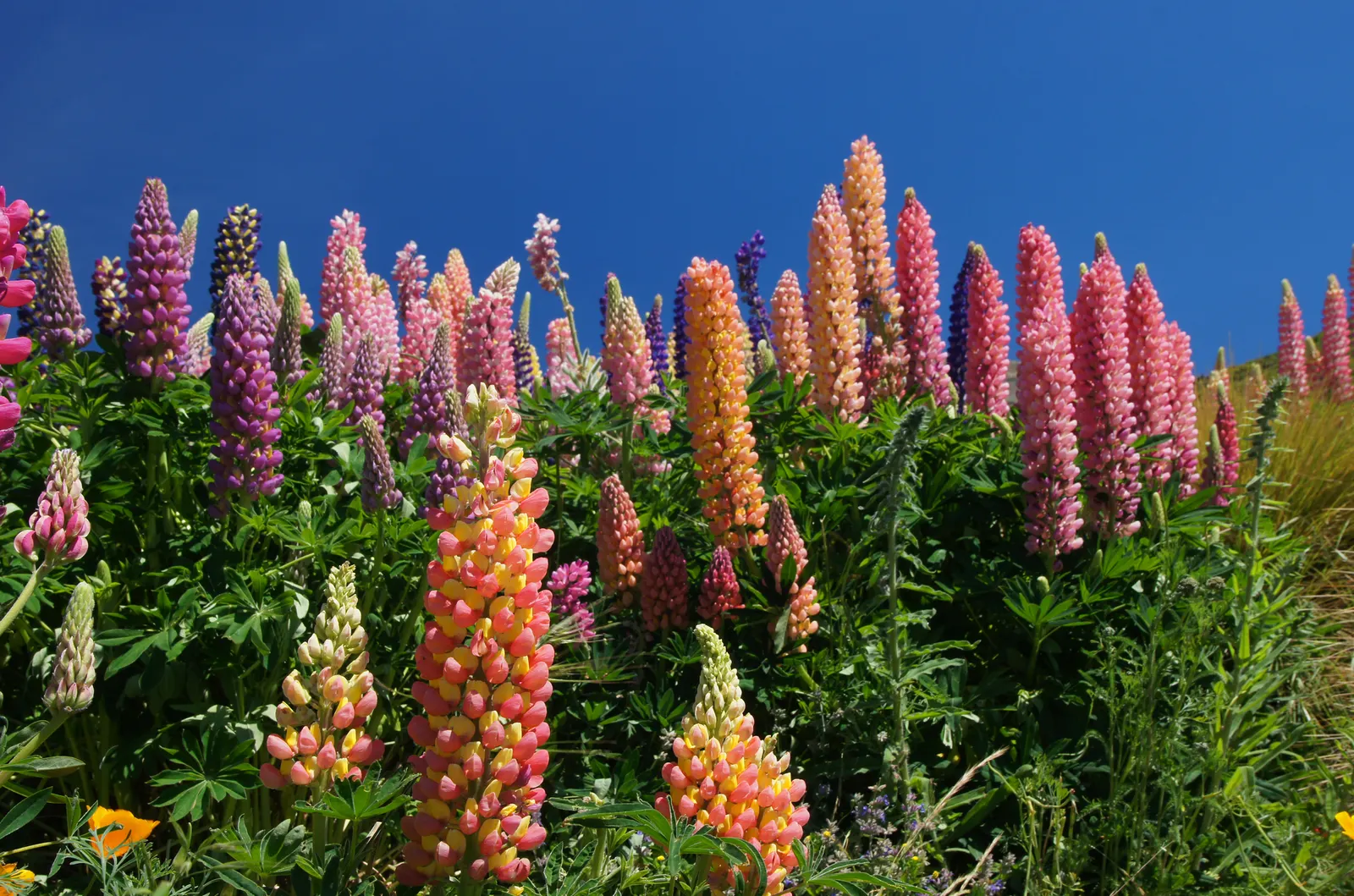 Meadow Lupine (Lupinus Polyphyllus) — When composing garden spaces; this sun-loving legume prefers well-drained soil, enhances nitrogen levels, and, image 105