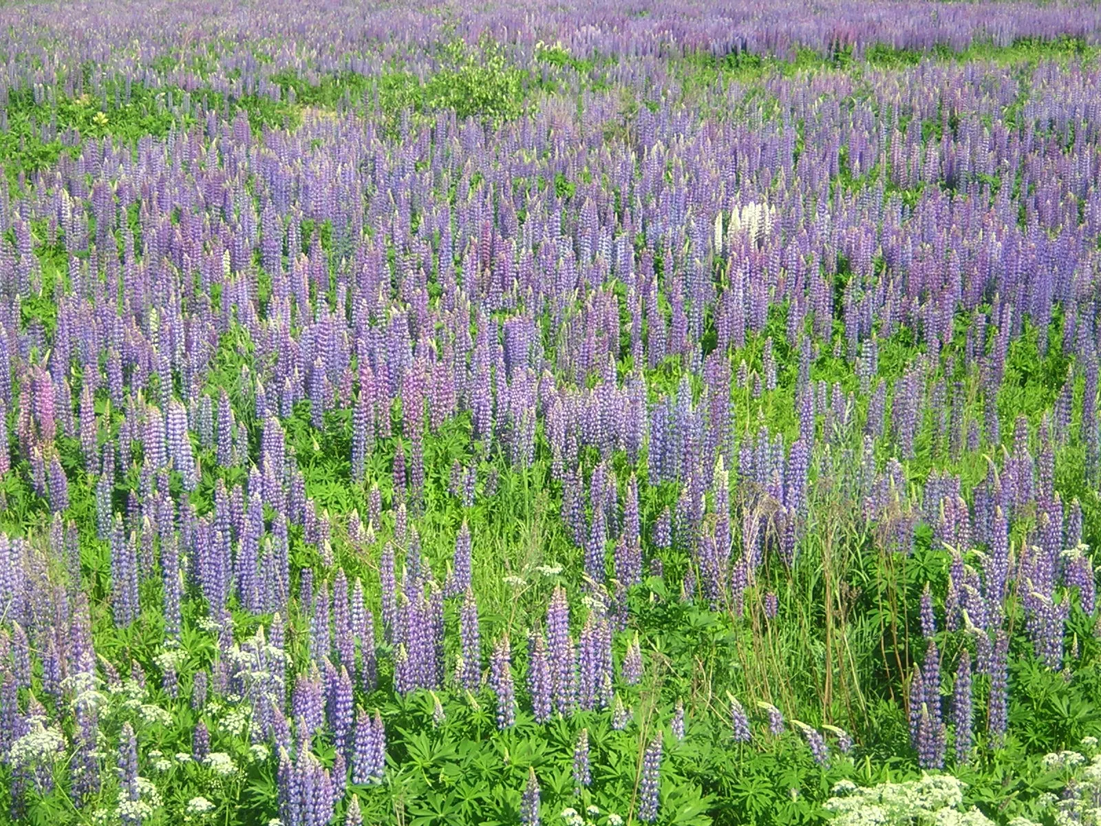 Meadow Lupine (Lupinus Polyphyllus) — and benefits from regular watering; this plant does require adequate space to flourish due to its bushy habit, image 75