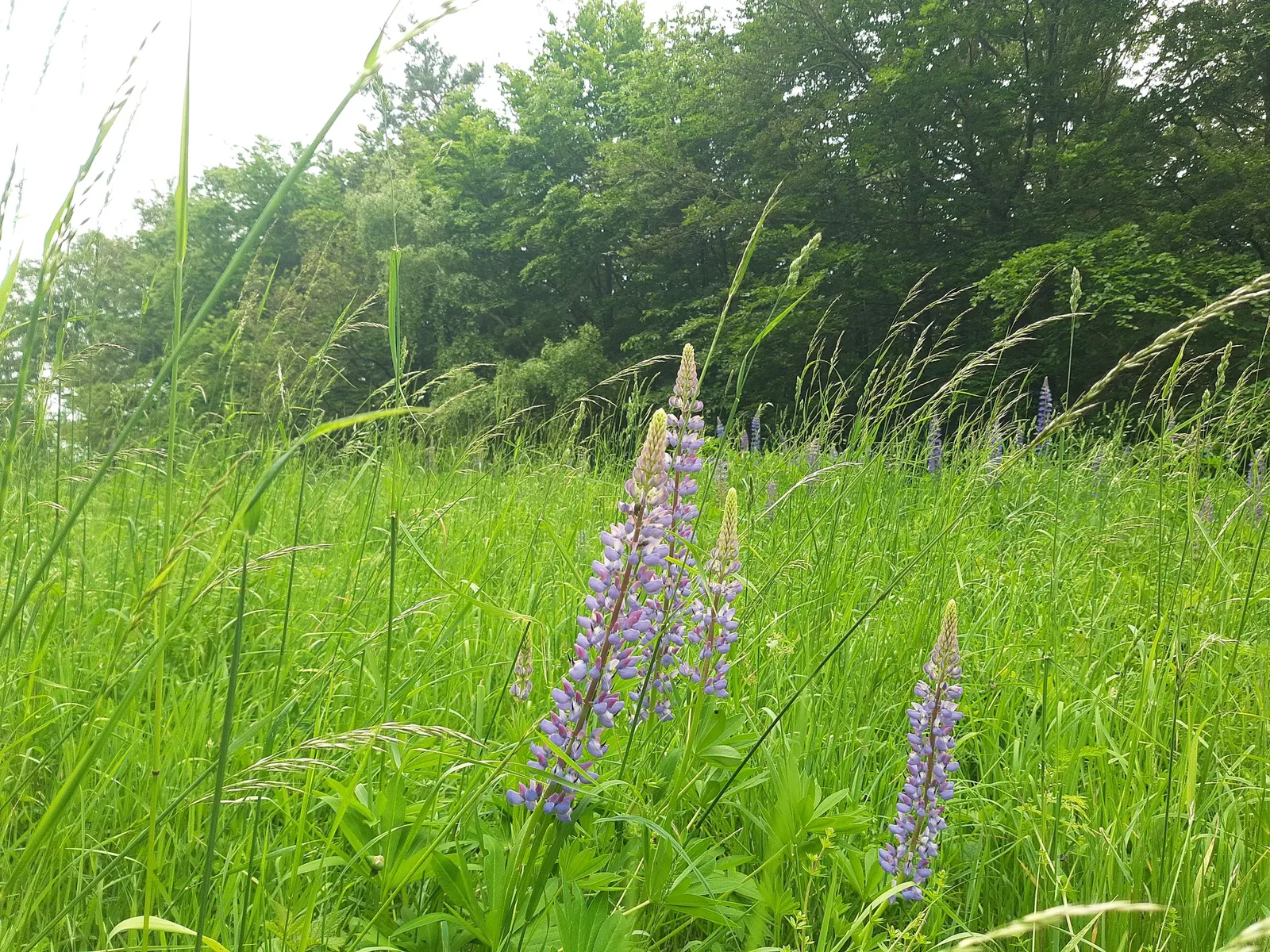 Meadow Lupine (Lupinus Polyphyllus) — Meadow Lupine (Lupinus polyphyllus) is a perennial wildflower; this sun-loving legume prefers well-drained soil, enhances
