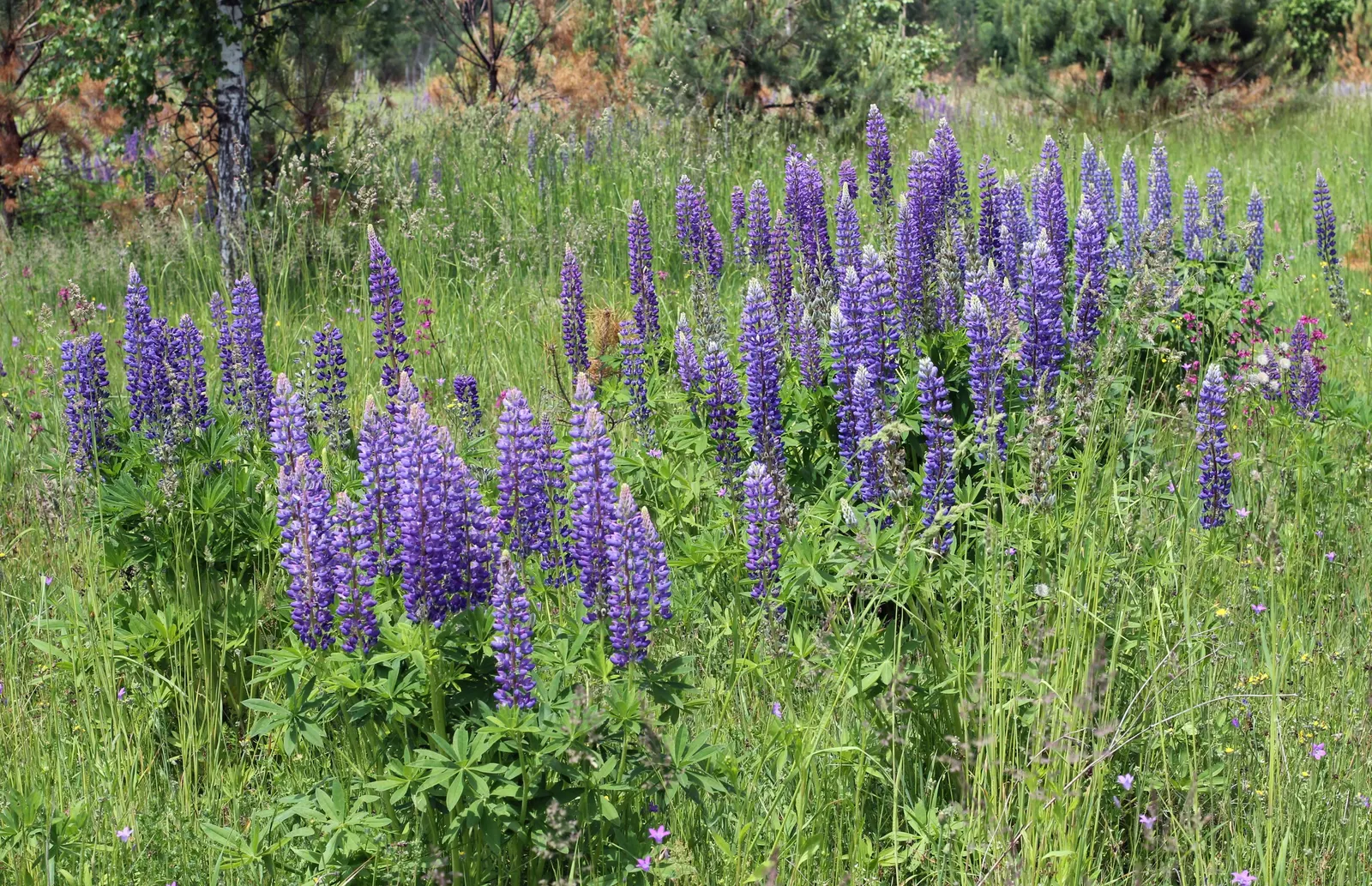 Meadow Lupine (Lupinus Polyphyllus) — Plant in clusters for a stunning spring display; this sun-loving legume prefers well-drained soil, enhances, image 173