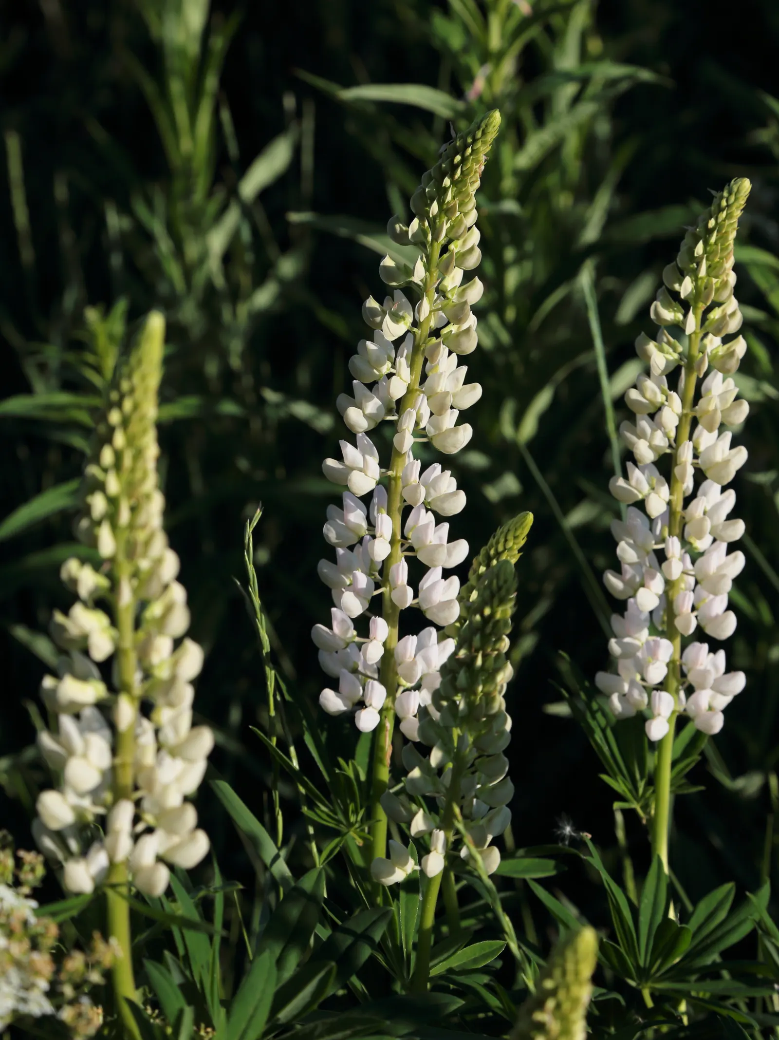 Meadow Lupine (Lupinus Polyphyllus) — particularly in dry spells; the Meadow Lupine is a splendid addition that promises to captivate the eye and benefit the