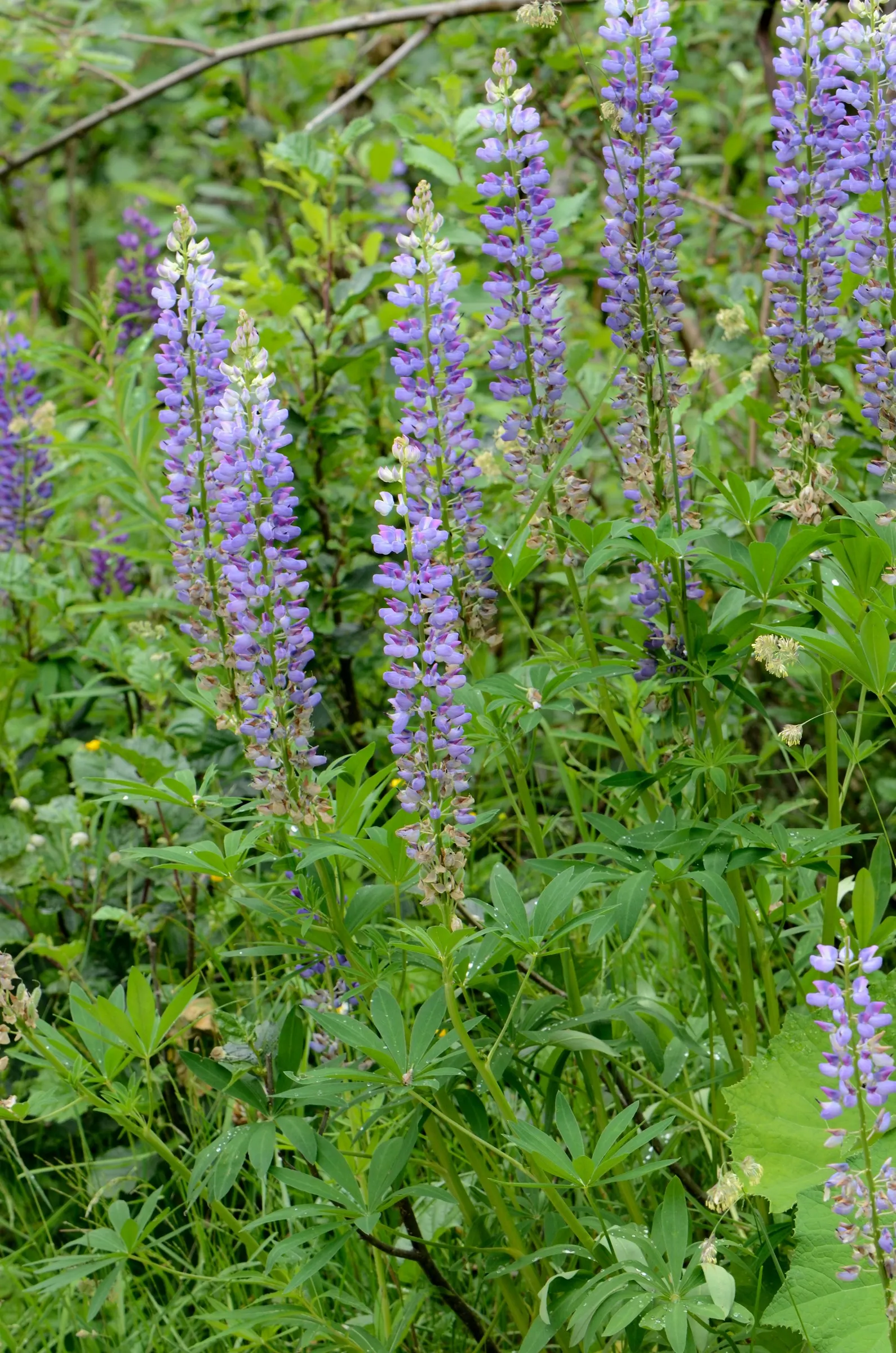 Meadow Lupine (Lupinus Polyphyllus) — This sun-loving legume prefers well-drained soil, enhances nitrogen levels, and attracts pollinators