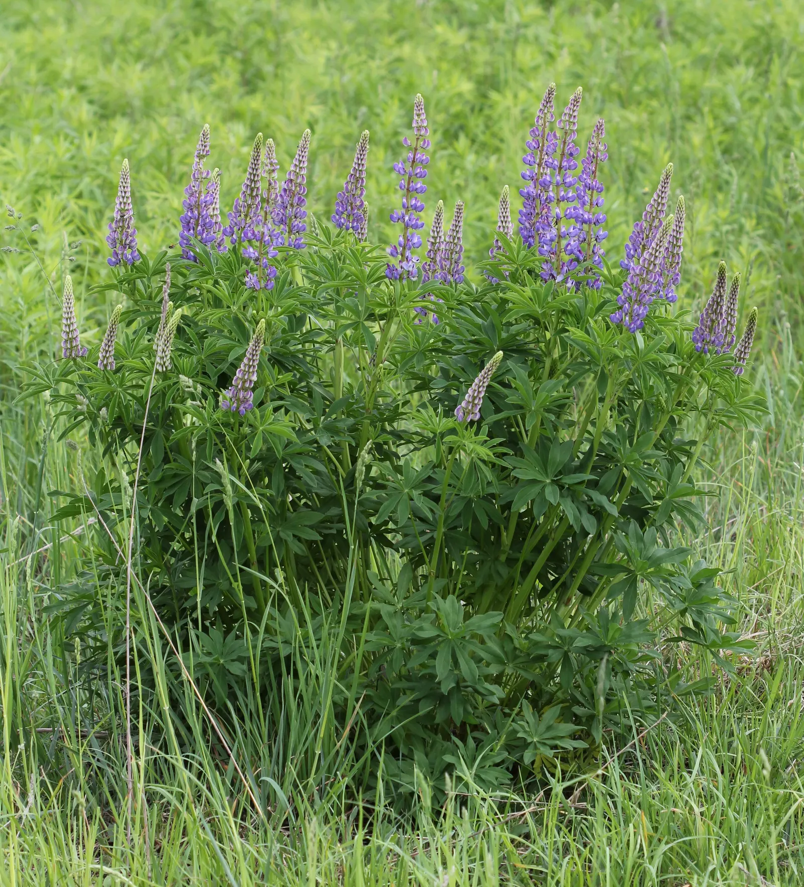 Meadow Lupine (Lupinus Polyphyllus) — This species thrives in USDA hardiness zones 3 through 9; this sun-loving legume prefers well-drained soil, image 153
