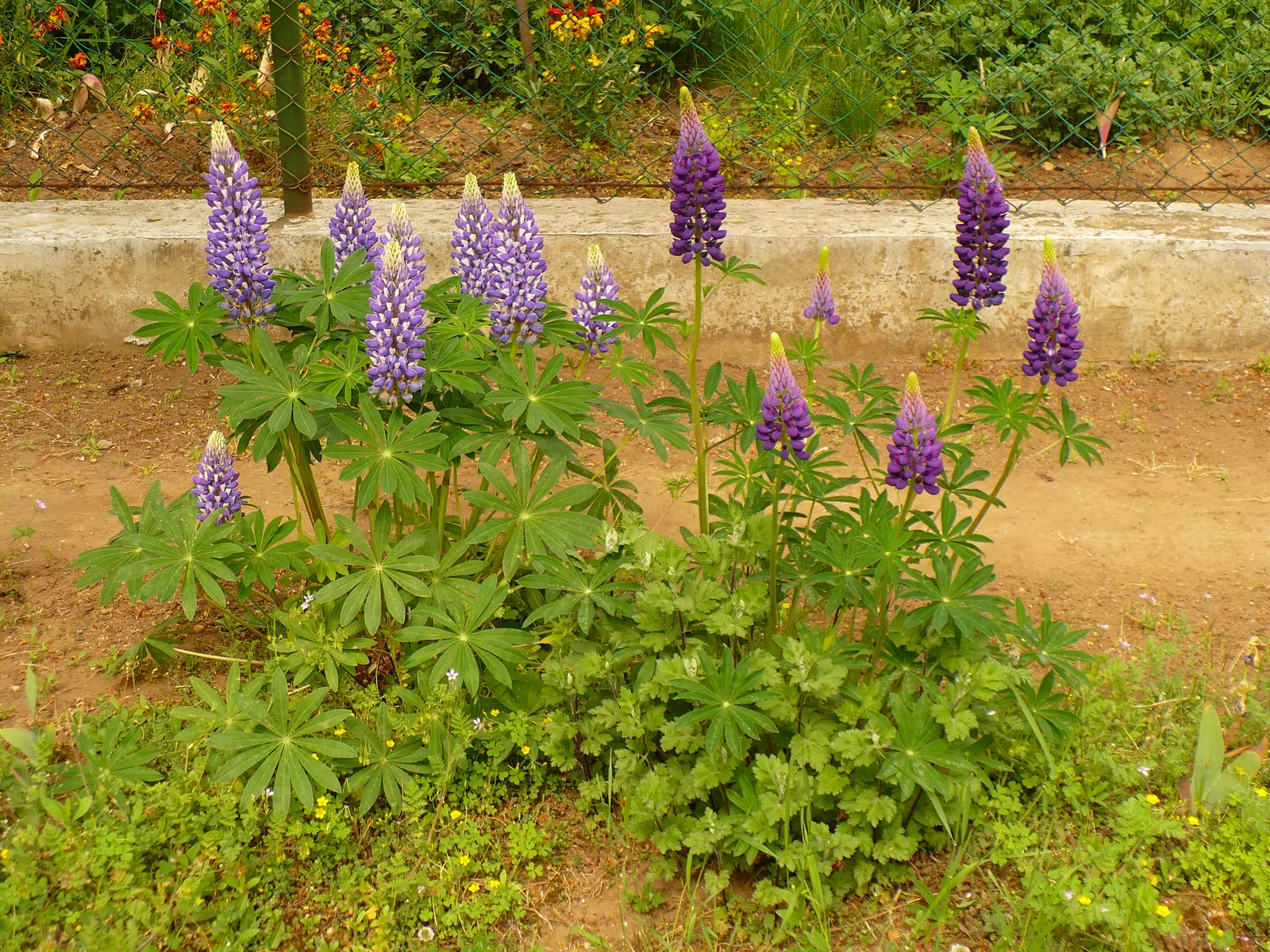 Meadow Lupine (Lupinus Polyphyllus) — This sun-loving legume prefers well-drained soil, enhances nitrogen levels, and attracts pollinators; the, image 116