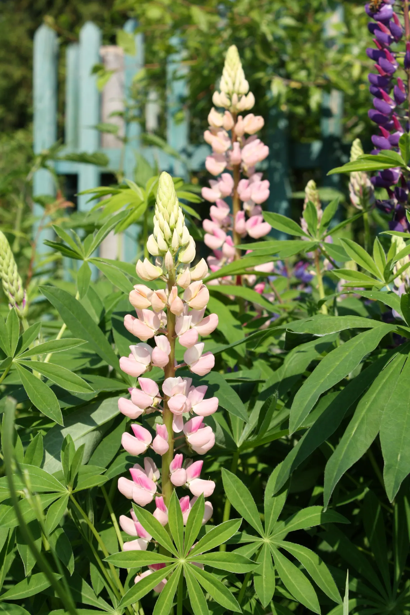 Meadow Lupine (Lupinus Polyphyllus) — with a spread of approximately 1 to 2 feet; this plant does require adequate space to flourish due to its, image 151