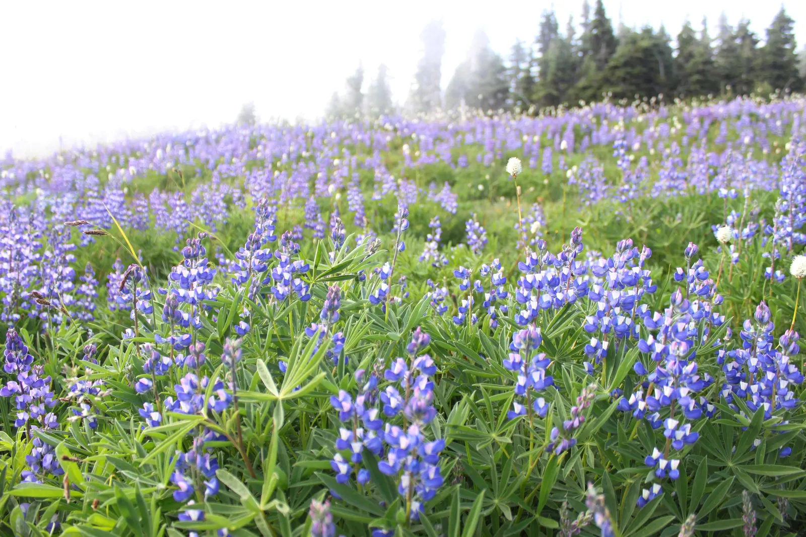 Meadow Lupine (Lupinus Polyphyllus) — annual with blue and lavender and pink and purple blooms; this plant does require adequate space to flourish due to its