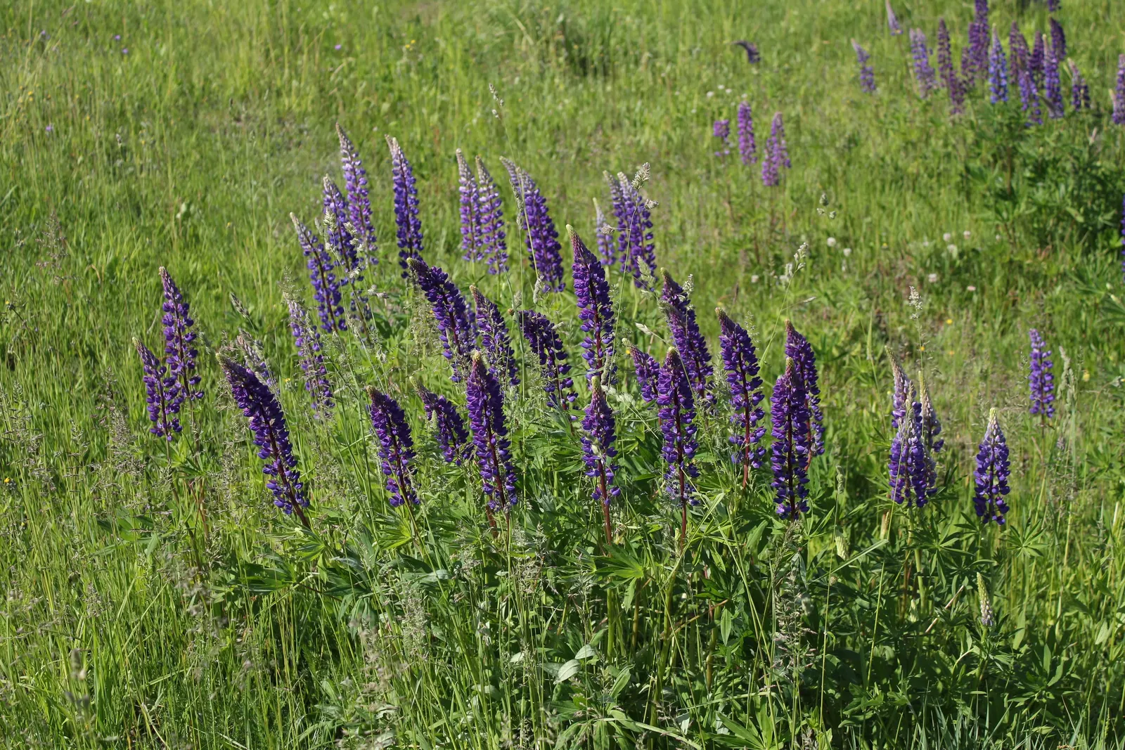 Meadow Lupine (Lupinus Polyphyllus) — Plant in clusters for a stunning spring display; this sun-loving legume prefers well-drained soil, enhances, image 117