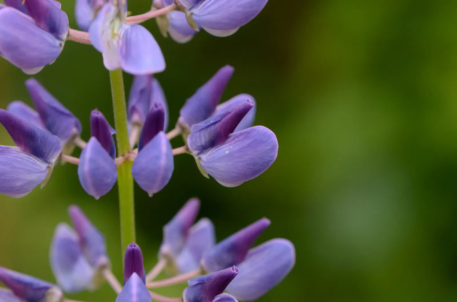 Meadow Lupine (Lupinus Polyphyllus) — particularly in dry spells