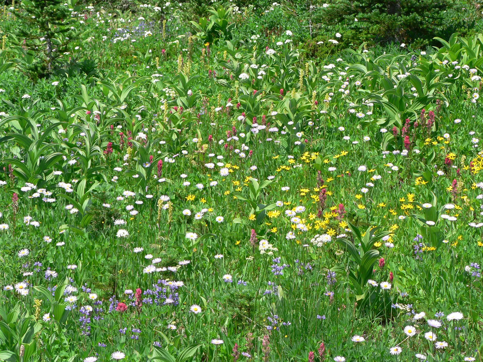 Meadow Lupine (Lupinus Polyphyllus) — blue and lavender and pink and purple flowers in the garden; with a spread of approximately 1 to 2 feet, image 166