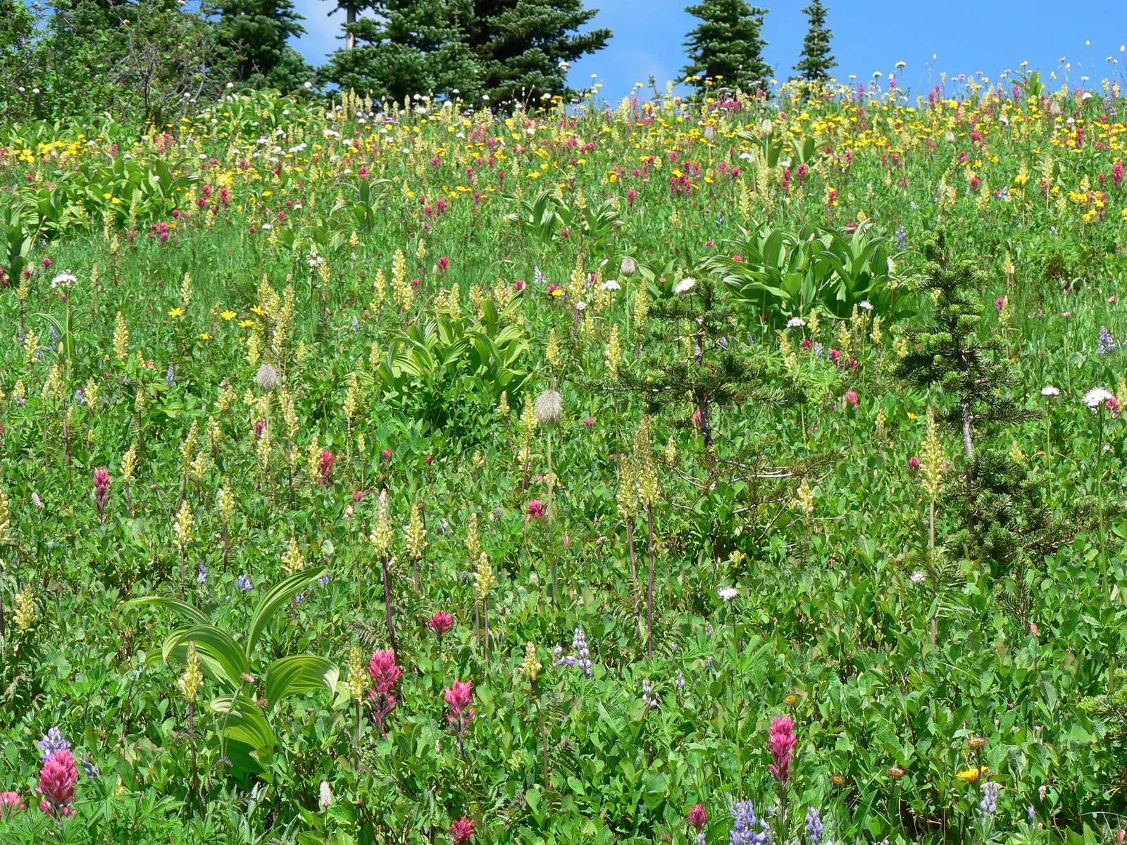 Meadow Lupine (Lupinus Polyphyllus) — Essential for a naturalistic design element or as an accent in meadow-inspired landscapes; with a spread of, image 90