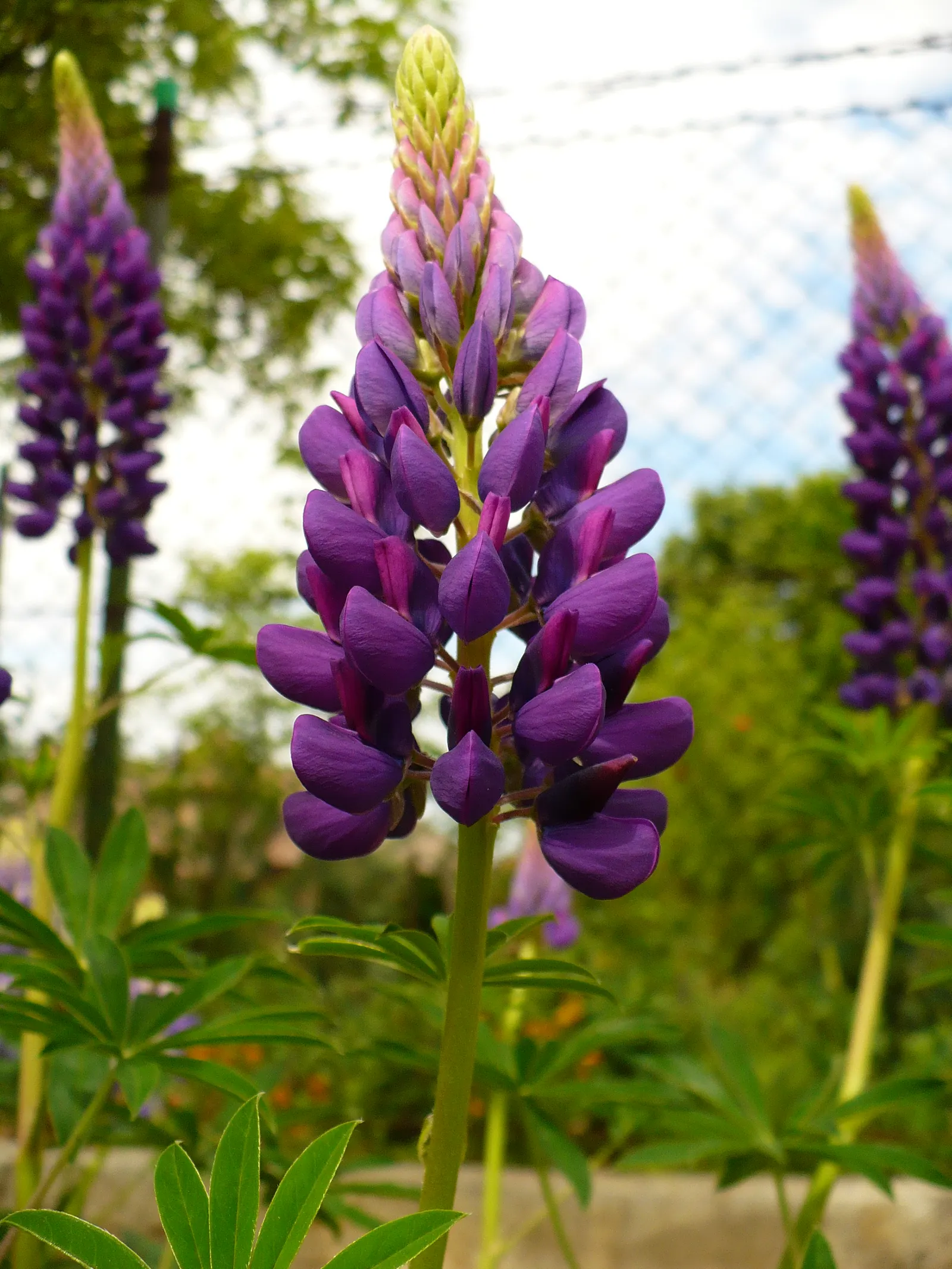 Meadow Lupine (Lupinus Polyphyllus) — is a standout with its vibrant spires of pea-like flowers; the Meadow Lupine is a splendid addition that, image 92