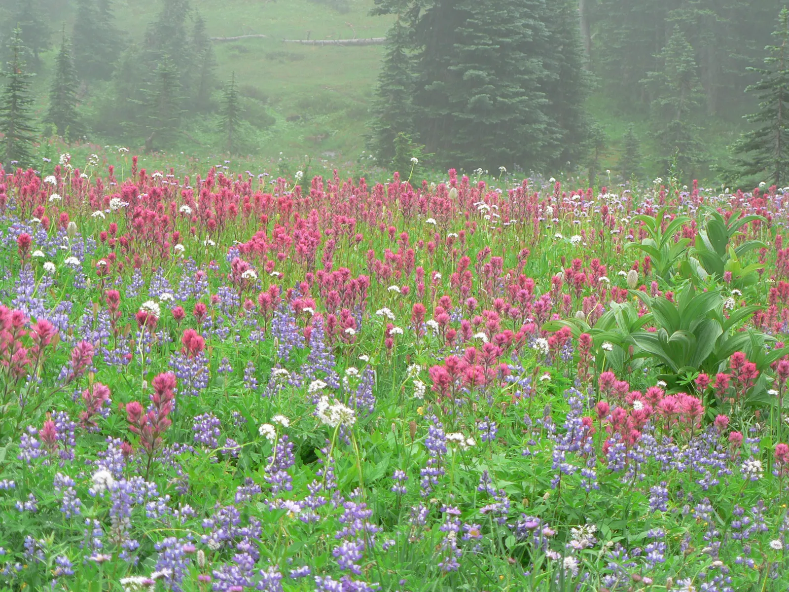 Meadow Lupine (Lupinus Polyphyllus) — showcasing tall spires of blue to purple blossoms; with a spread of approximately 1 to 2 feet, image 170