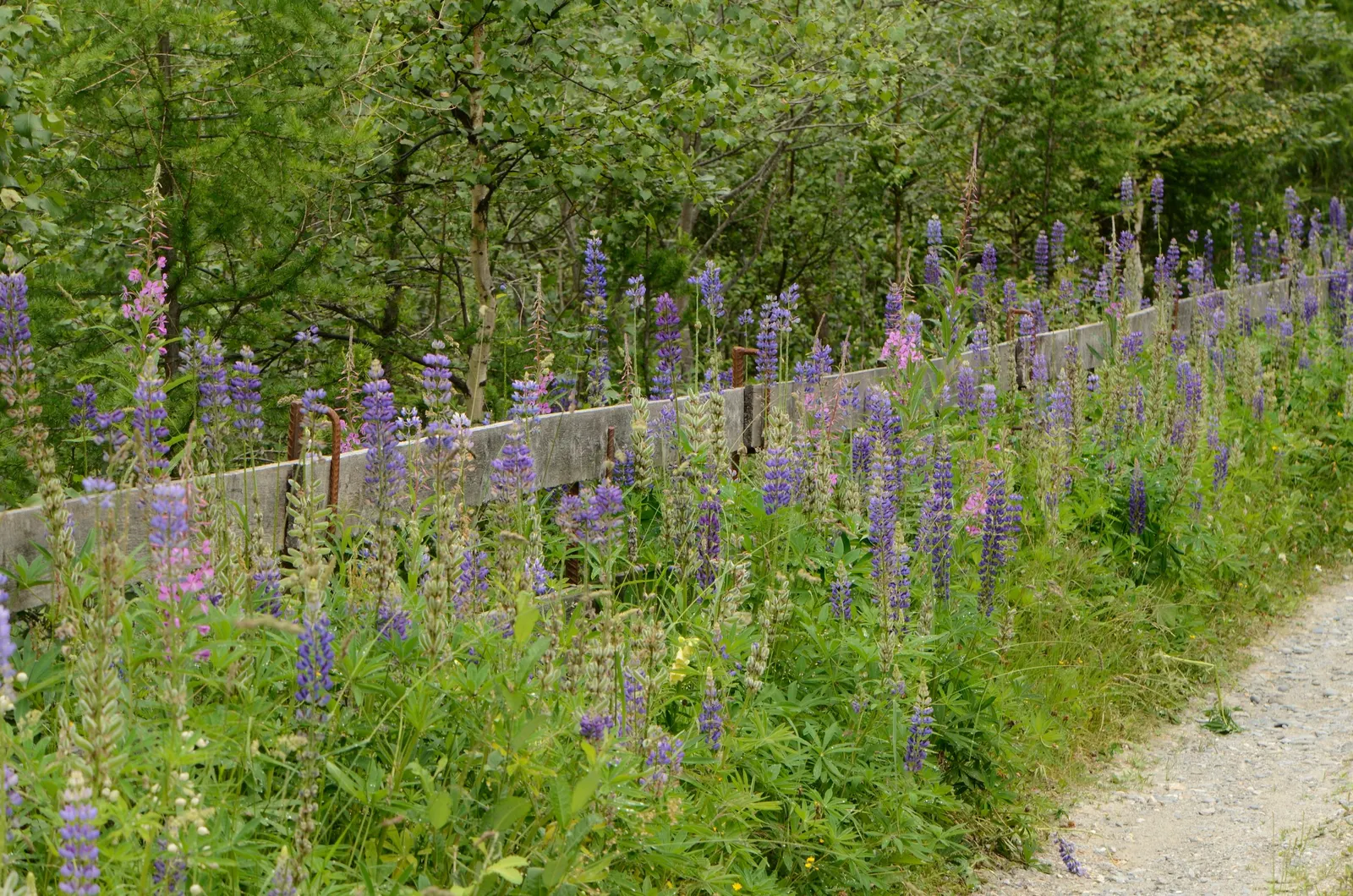 Meadow Lupine (Lupinus Polyphyllus) — adding a splash of color to any garden landscape; this sun-loving legume prefers well-drained soil, enhances nitrogen
