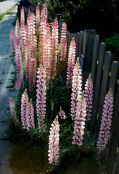 Meadow Lupine (Lupinus Polyphyllus) — annual for full; the Meadow Lupine is a splendid addition that promises to captivate the eye and benefit the, image 168