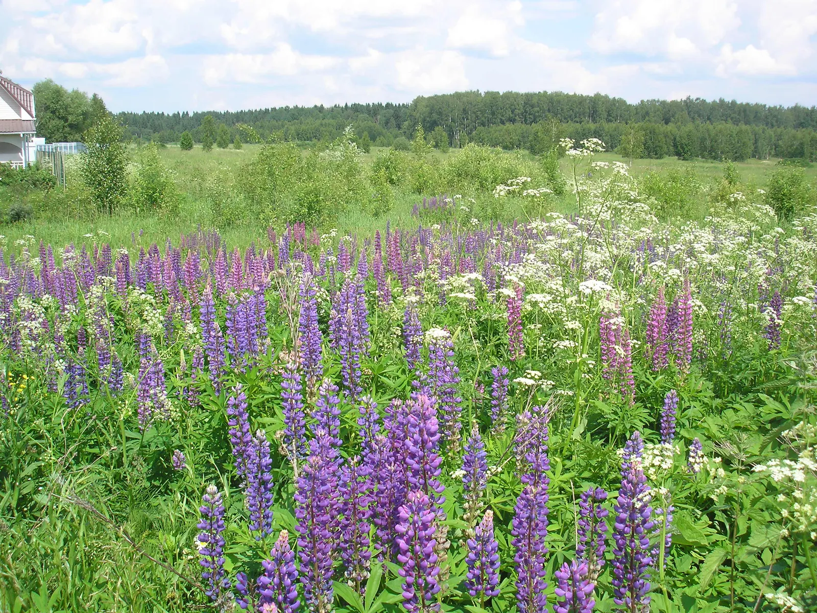 Meadow Lupine (Lupinus Polyphyllus) — making it a dual-purpose choice for enriching garden ecosystems; this plant does require adequate space to flourish due