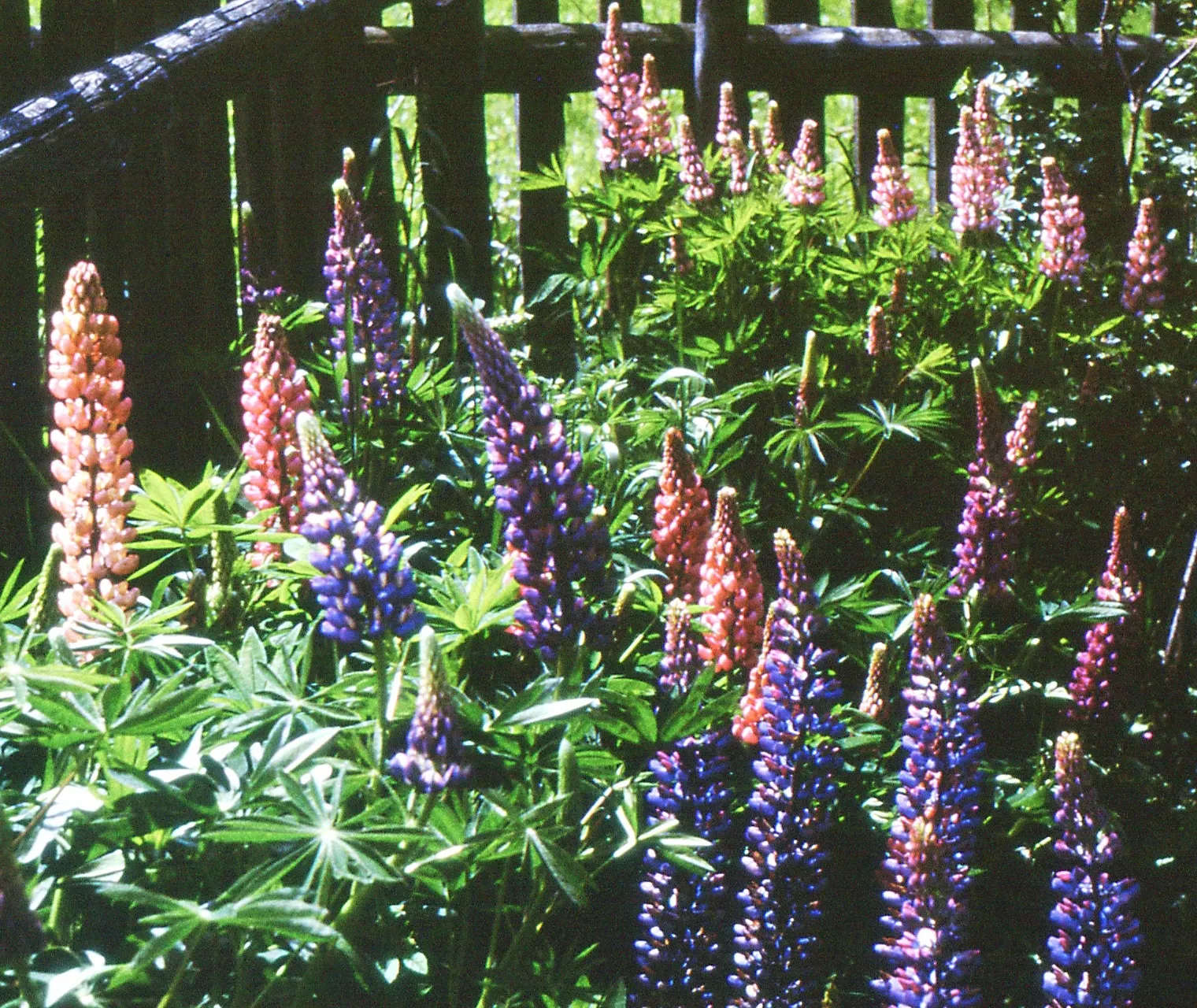 Meadow Lupine (Lupinus Polyphyllus) — The floral hues range from deep blues and purples to pinks and whites