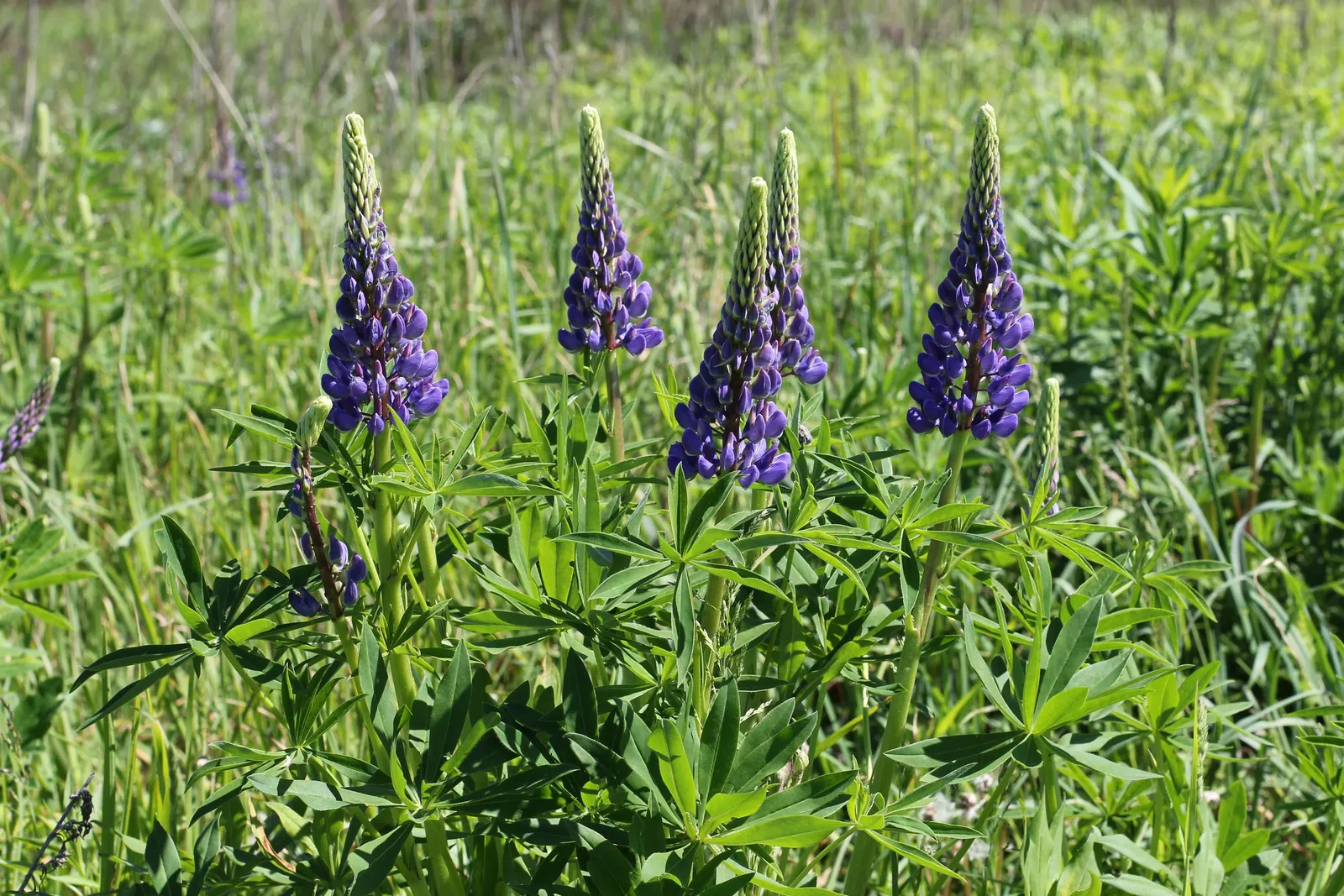 Meadow Lupine (Lupinus Polyphyllus) — making it a dual-purpose choice for enriching garden ecosystems; this plant does require adequate space to, image 79
