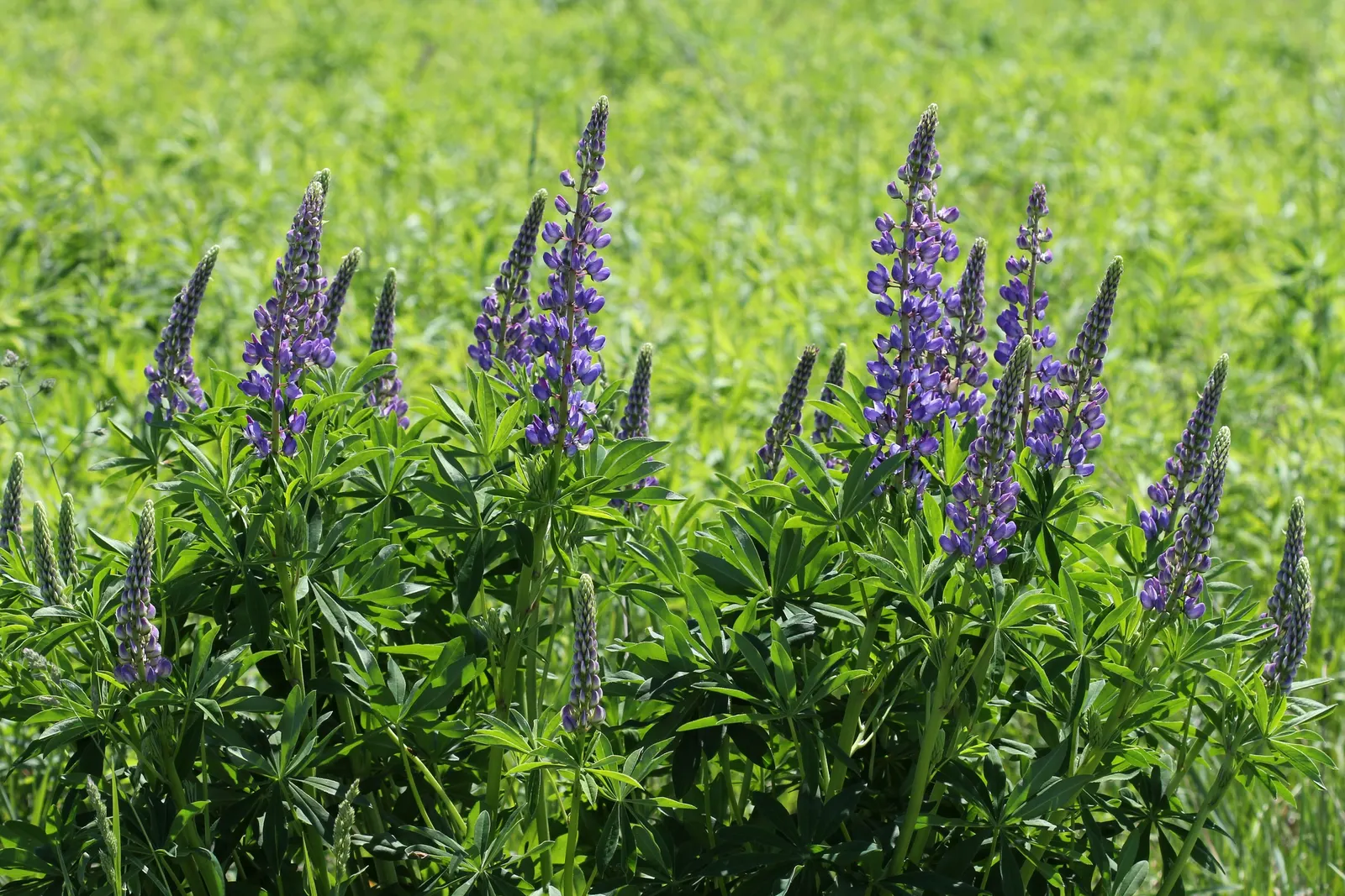 Meadow Lupine (Lupinus Polyphyllus) — This species thrives in USDA hardiness zones 3 through 9; this sun-loving legume prefers well-drained soil, enhances