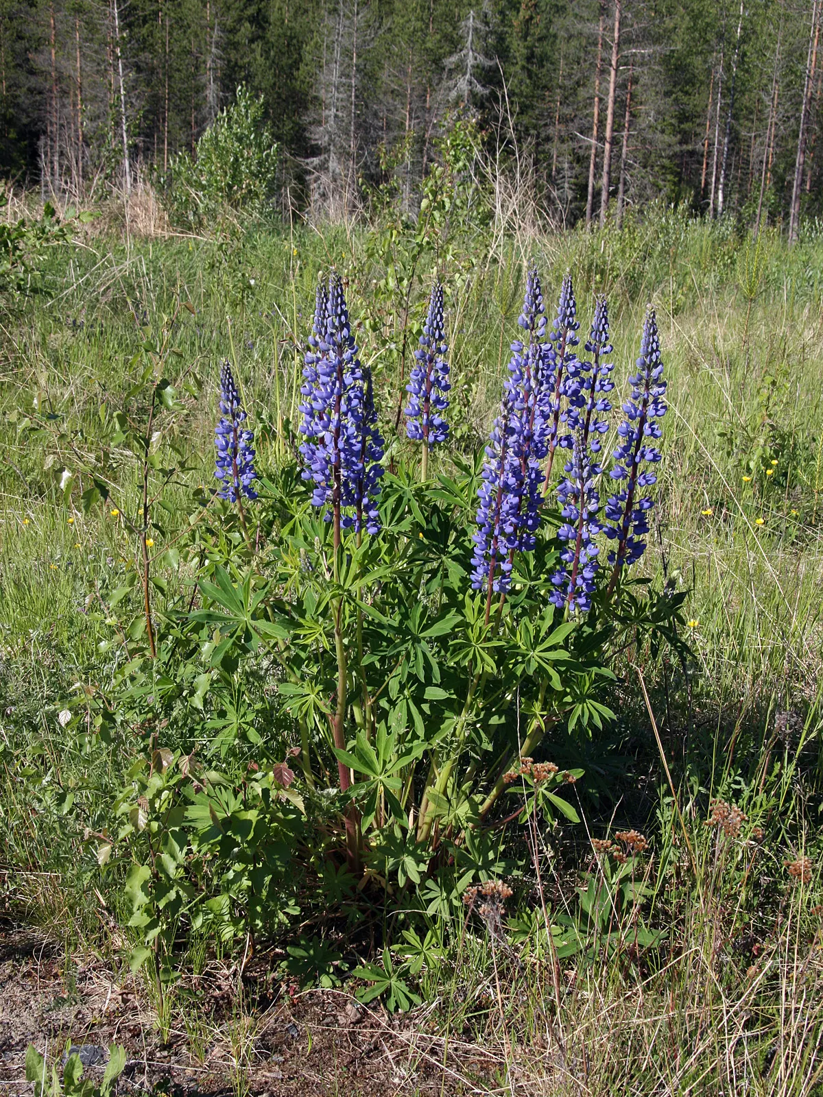 Meadow Lupine (Lupinus Polyphyllus) — annual for full