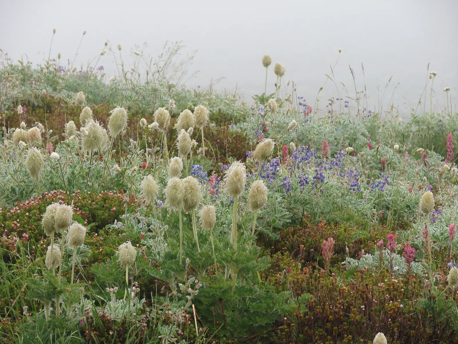 Meadow Lupine (Lupinus Polyphyllus) — showcasing tall spires of blue to purple blossoms; with a spread of approximately 1 to 2 feet