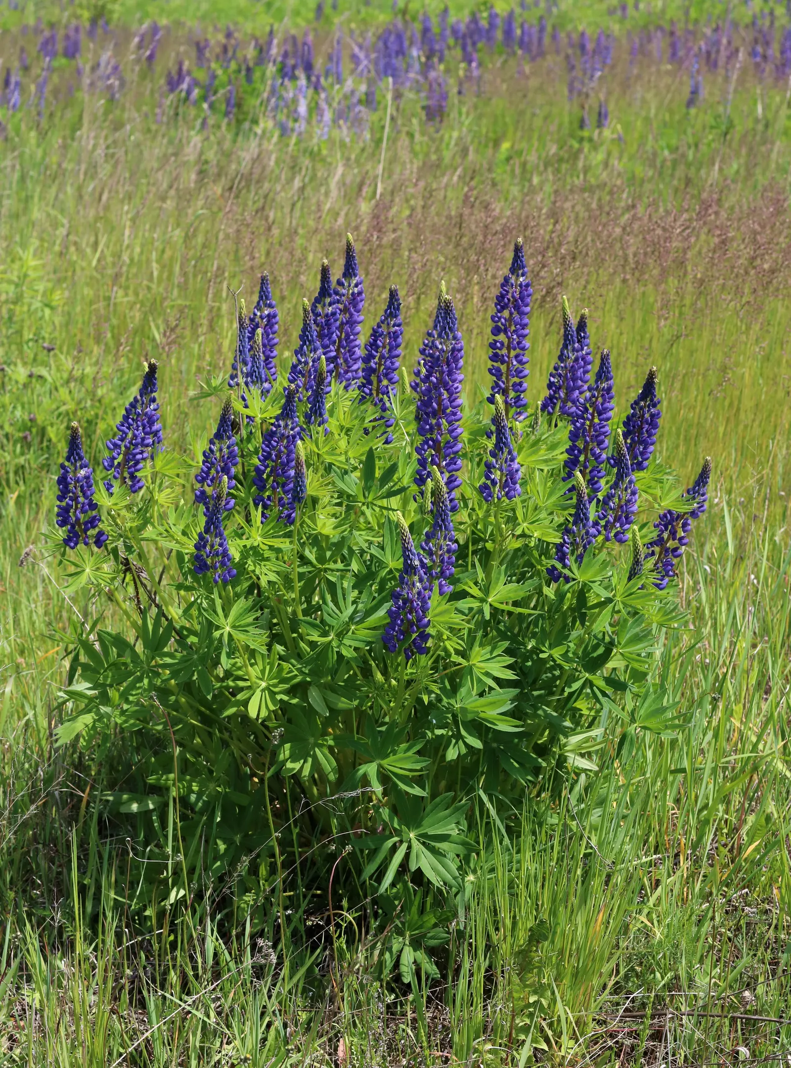 Meadow Lupine (Lupinus Polyphyllus) — The floral hues range from deep blues and purples to pinks and whites; this plant does require adequate space, image 183