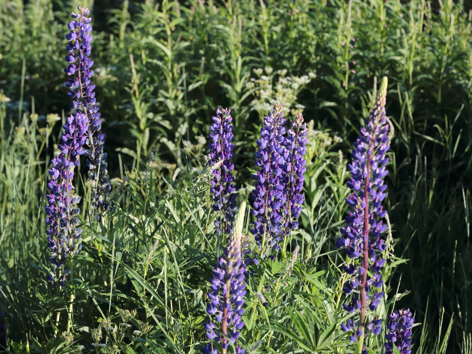 Meadow Lupine (Lupinus Polyphyllus) — making it a dual-purpose choice for enriching garden ecosystems; this plant does require adequate space to, image 107