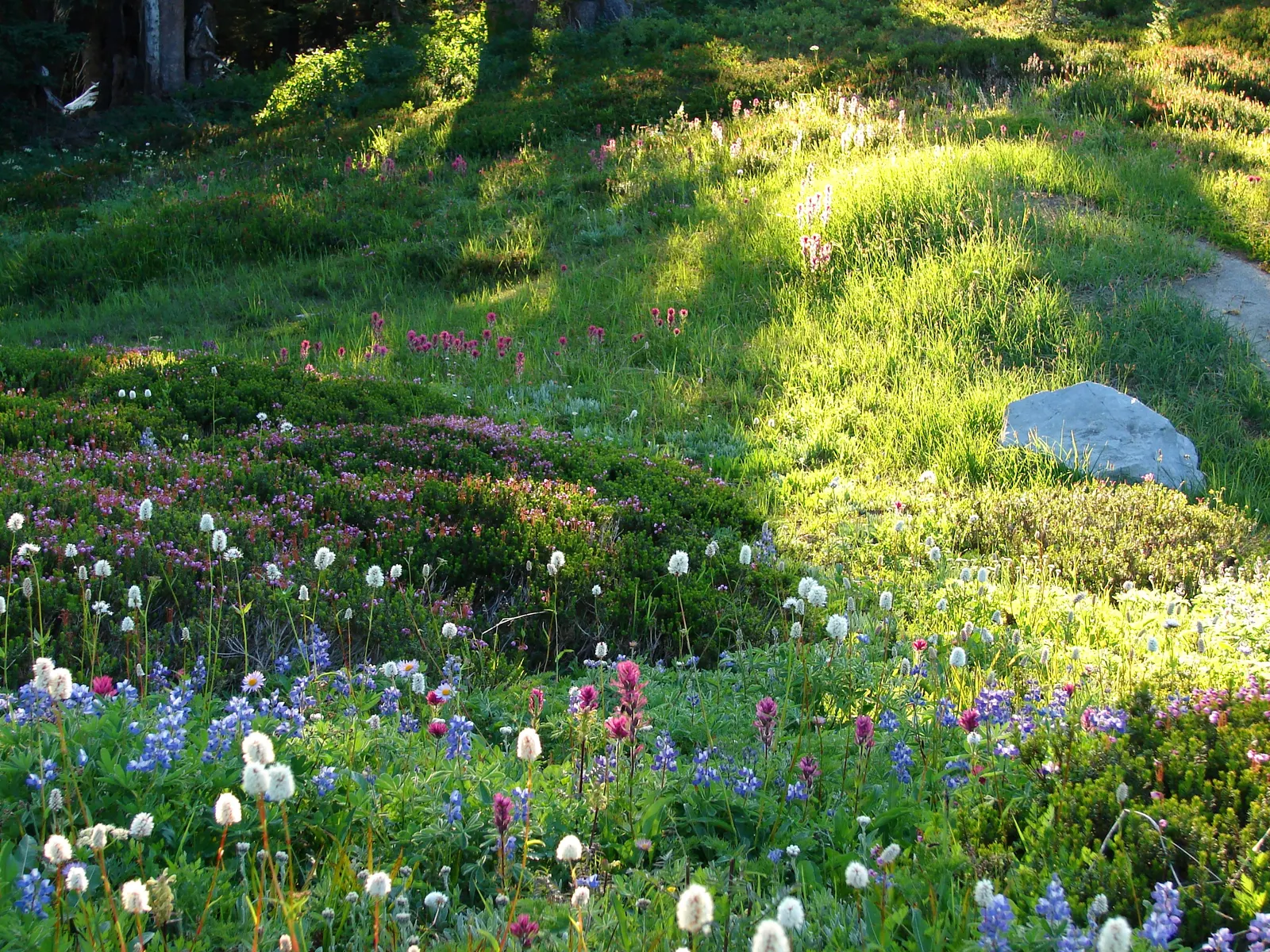 Meadow Lupine (Lupinus Polyphyllus) — annual with blue and lavender and pink and purple blooms