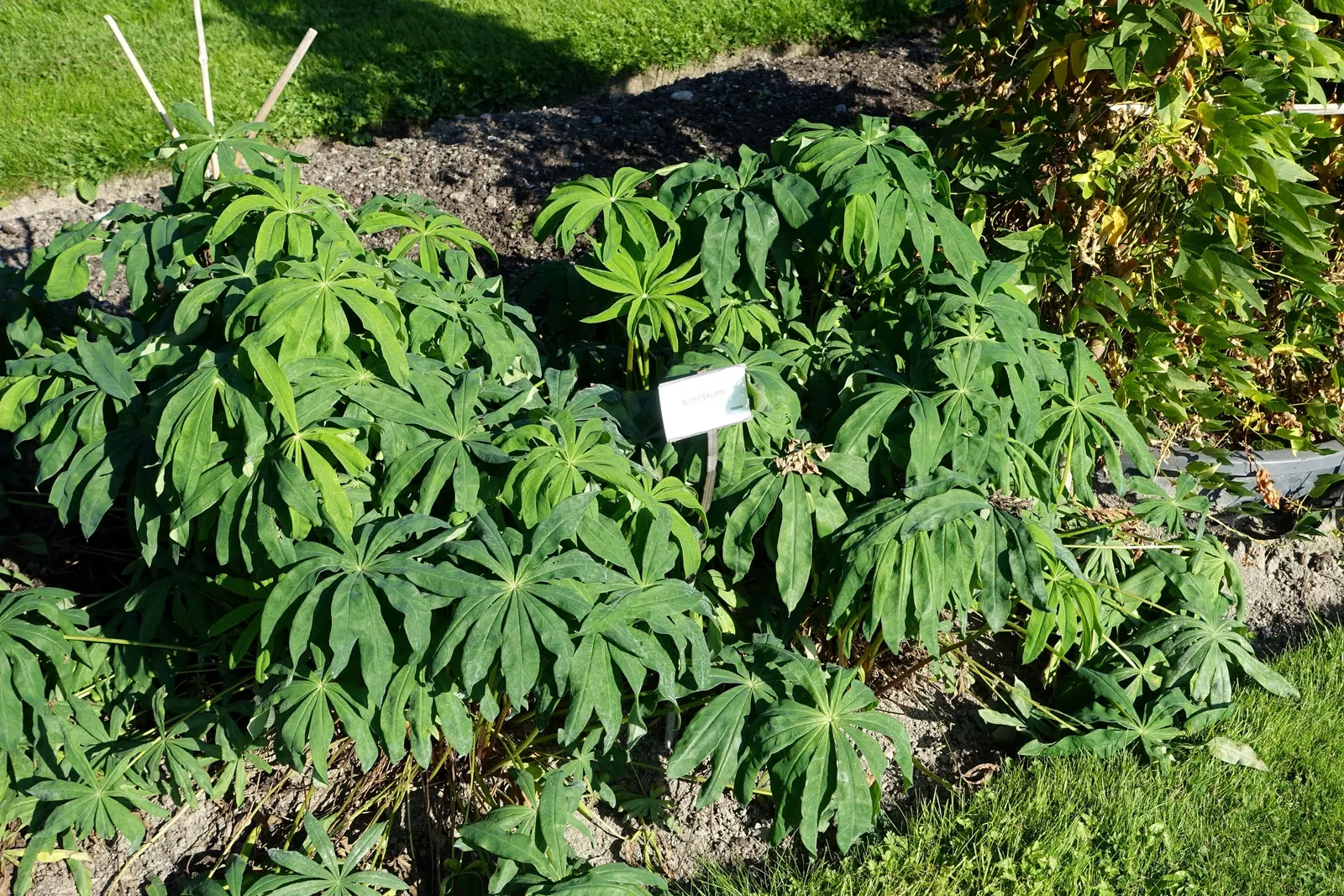 Meadow Lupine (Lupinus Polyphyllus) — making it a dual-purpose choice for enriching garden ecosystems; this plant does require adequate space to, image 163