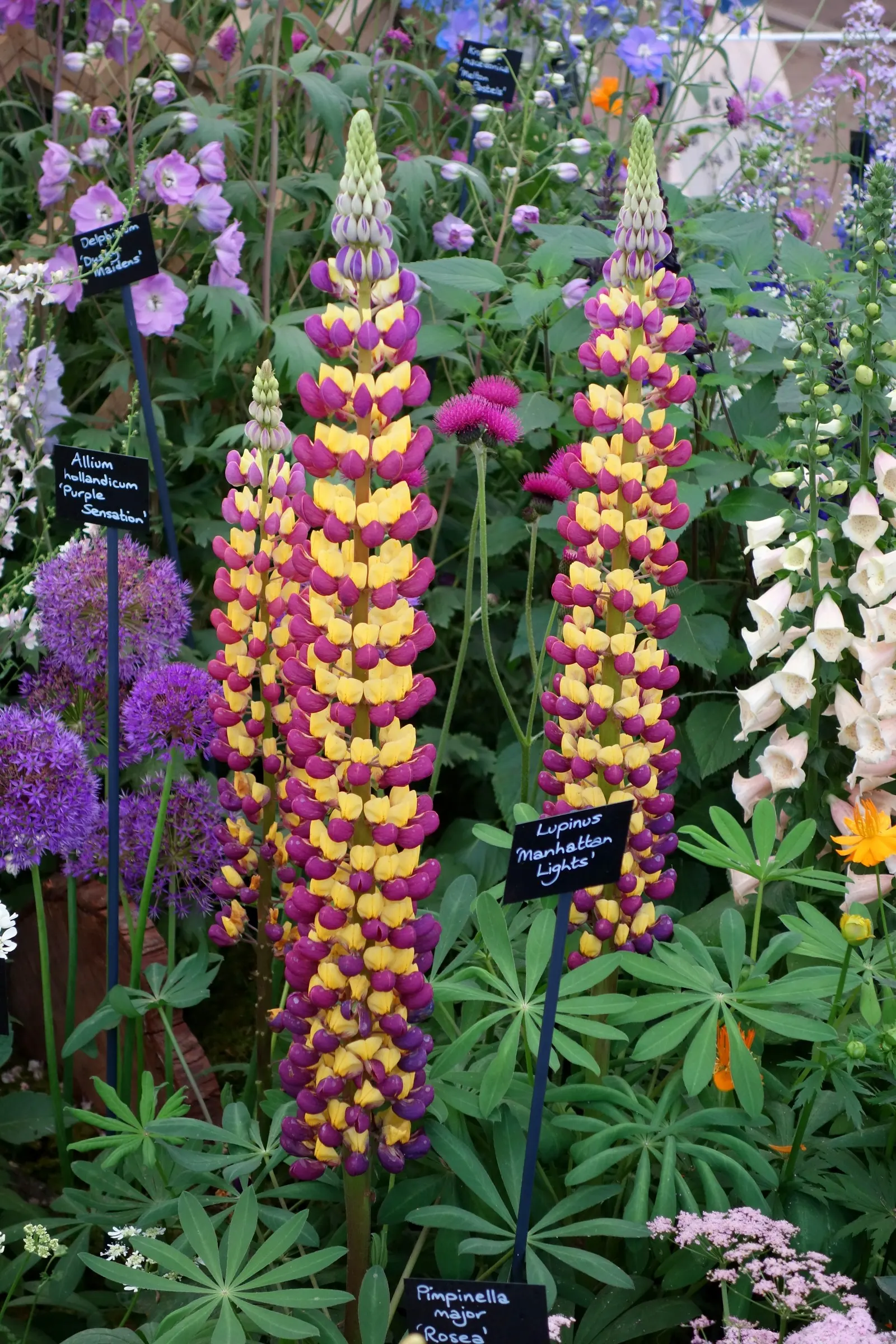 Meadow Lupine (Lupinus Polyphyllus) — is a standout with its vibrant spires of pea-like flowers; the Meadow Lupine is a splendid addition that, image 120