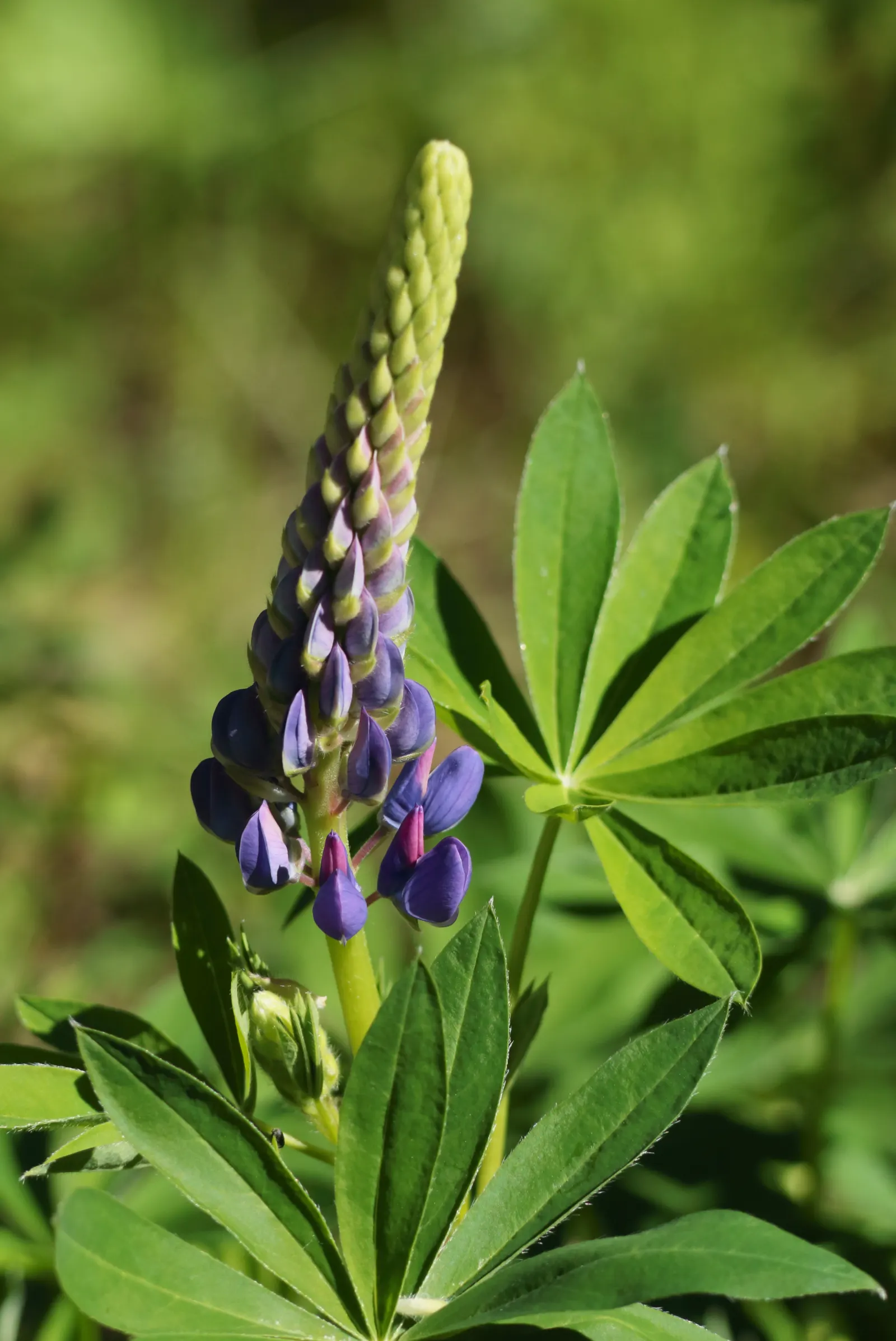 Meadow Lupine (Lupinus Polyphyllus) — Lupinus polyphyllus does best in well-drained soils; the Meadow Lupine is a splendid addition that promises, image 184