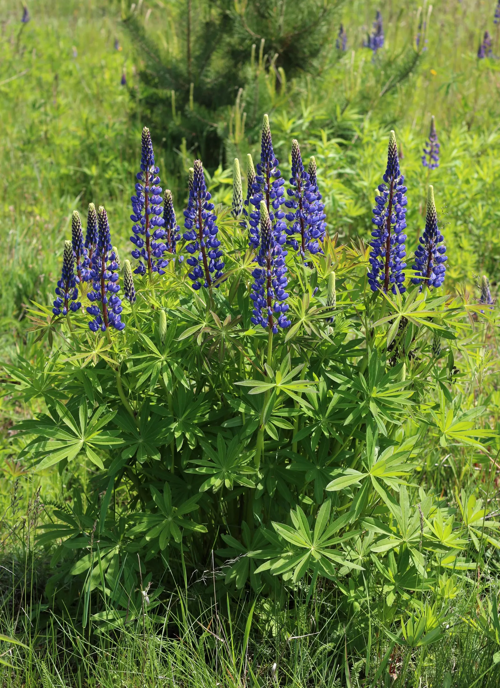 Meadow Lupine (Lupinus Polyphyllus) — Meadow Lupine (Lupinus polyphyllus)