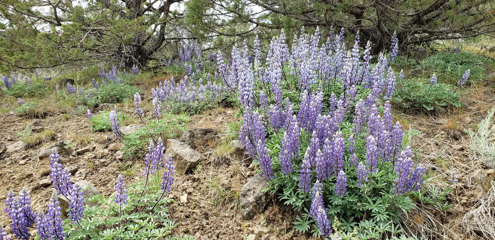 Meadow Lupine (Lupinus Polyphyllus) — This species thrives in USDA hardiness zones 3 through 9; this sun-loving legume prefers well-drained soil, image 69