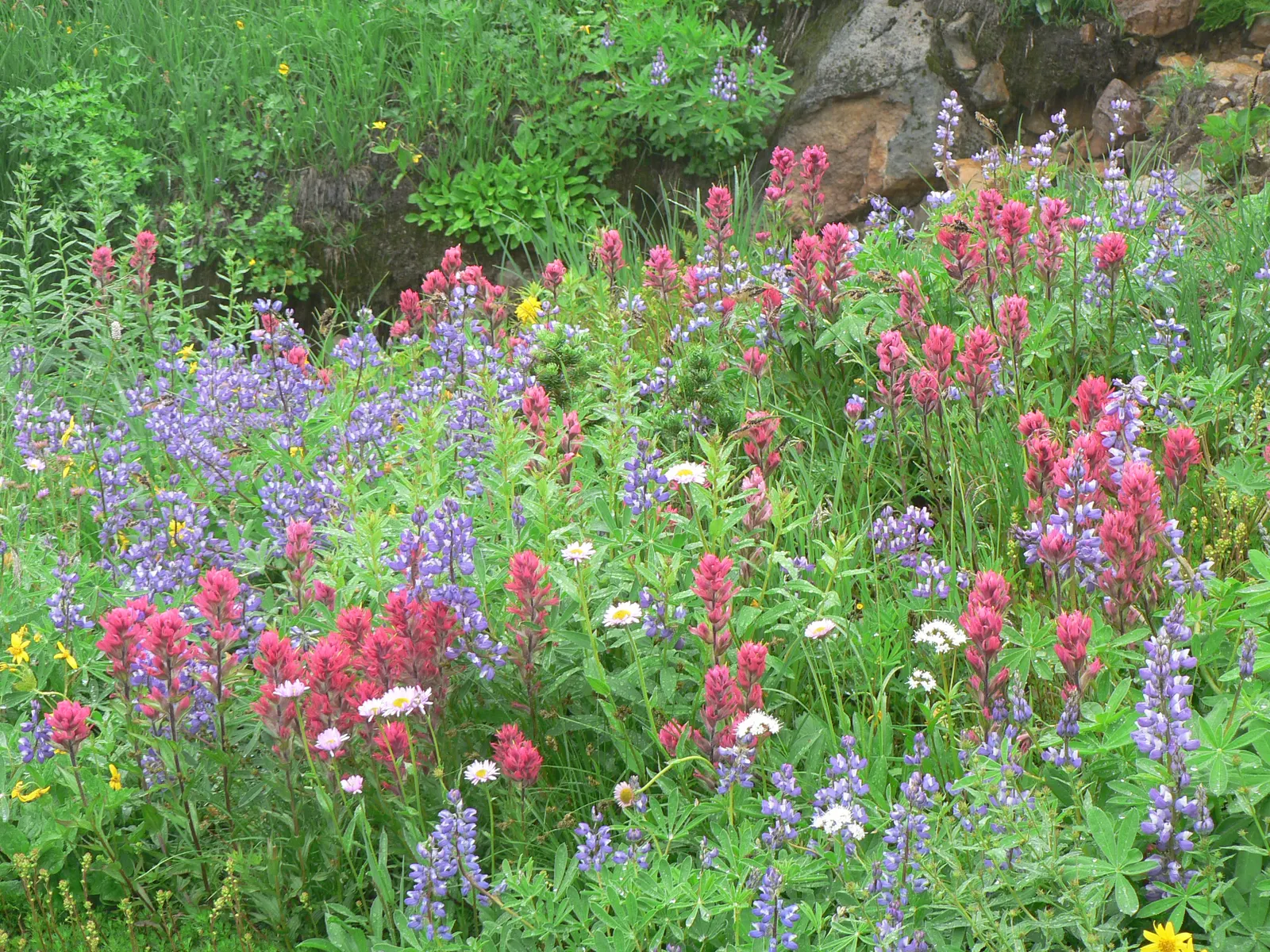 Meadow Lupine (Lupinus Polyphyllus) — When composing garden spaces; this sun-loving legume prefers well-drained soil, enhances nitrogen levels, and, image 189