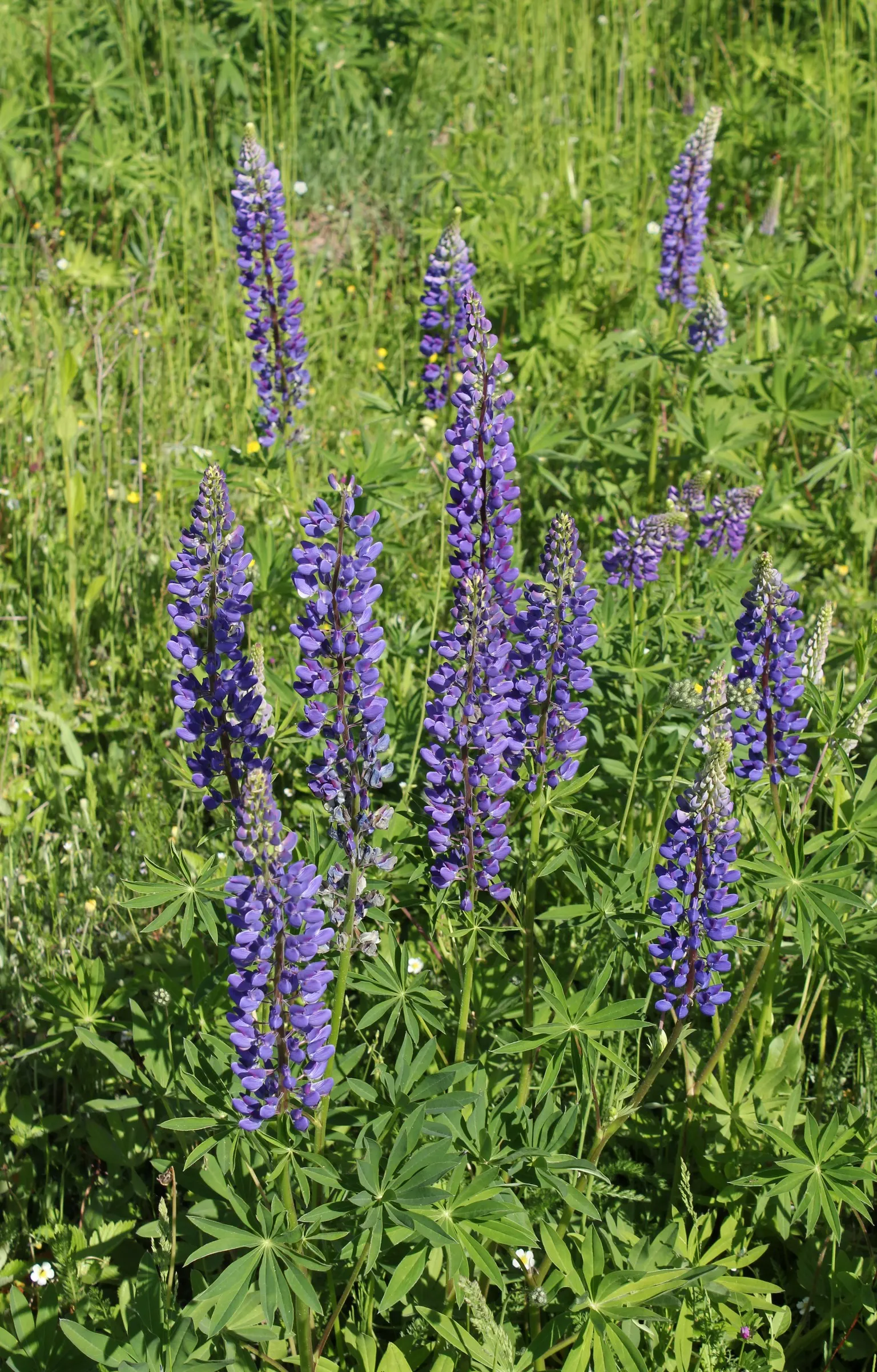 Meadow Lupine (Lupinus Polyphyllus) — This plant does require adequate space to flourish due to its bushy habit; with a spread of approximately 1 to 2 feet