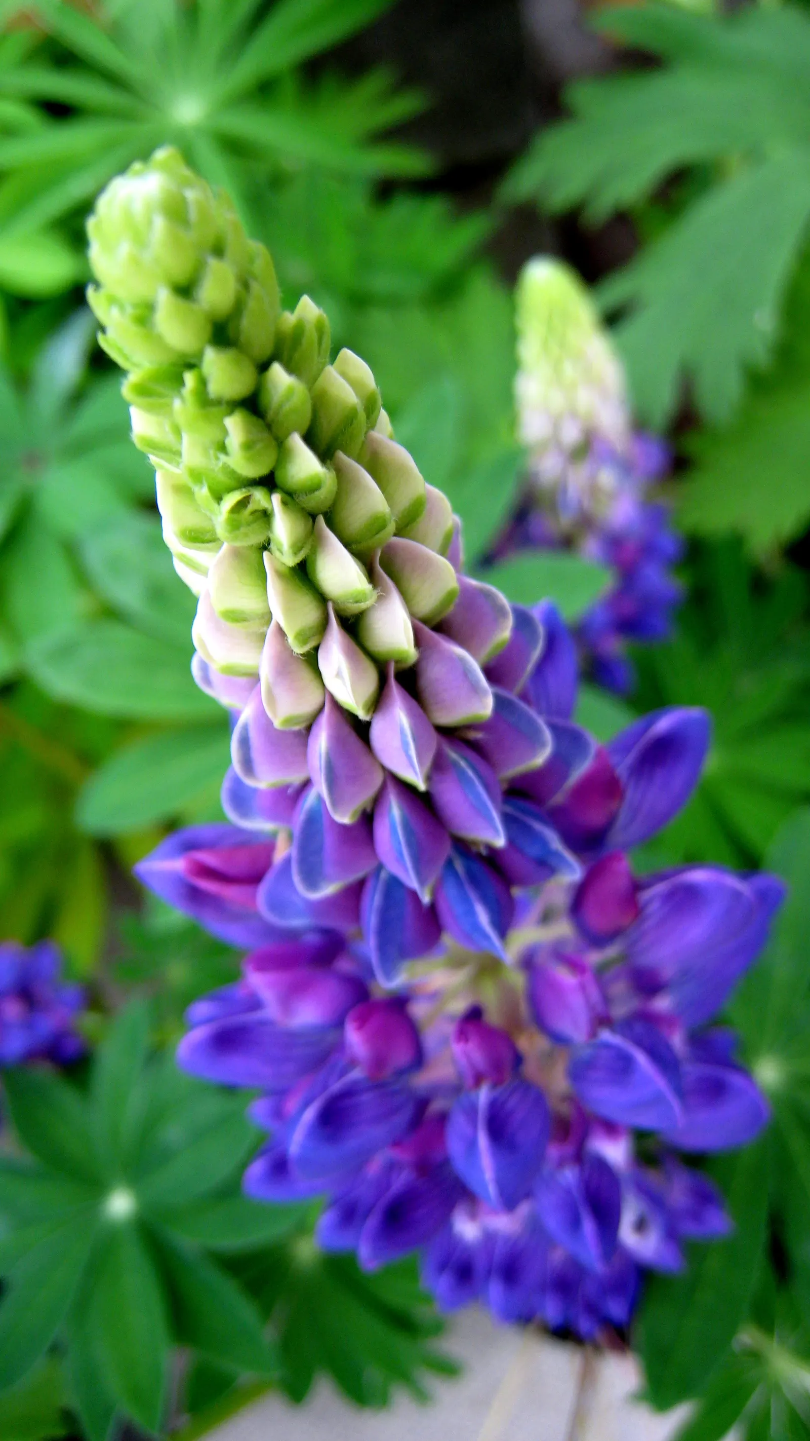 Meadow Lupine (Lupinus Polyphyllus) — Plant in clusters for a stunning spring display; this sun-loving legume prefers well-drained soil, enhances, image 61