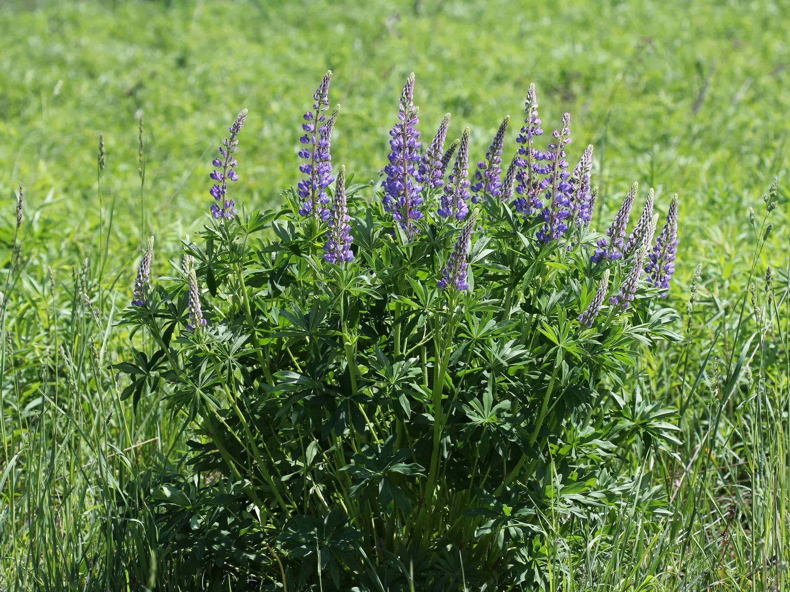 Meadow Lupine (Lupinus Polyphyllus) — the Meadow Lupine is a splendid addition that promises to captivate the eye and benefit the garden environment