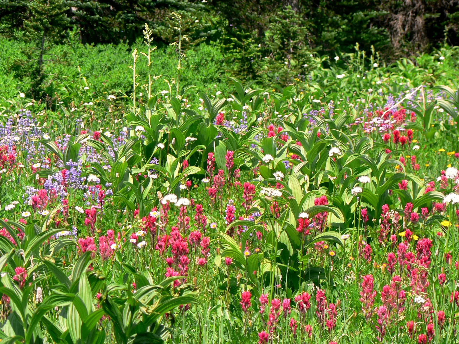 Meadow Lupine (Lupinus Polyphyllus) — with a spread of approximately 1 to 2 feet; this plant does require adequate space to flourish due to its, image 67